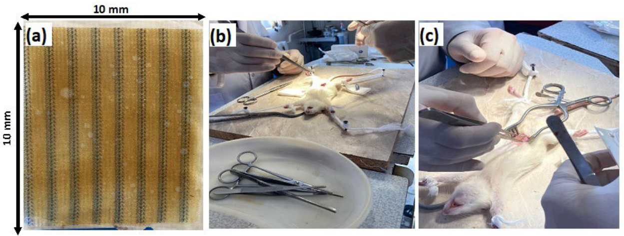 Preprints 220945 g001