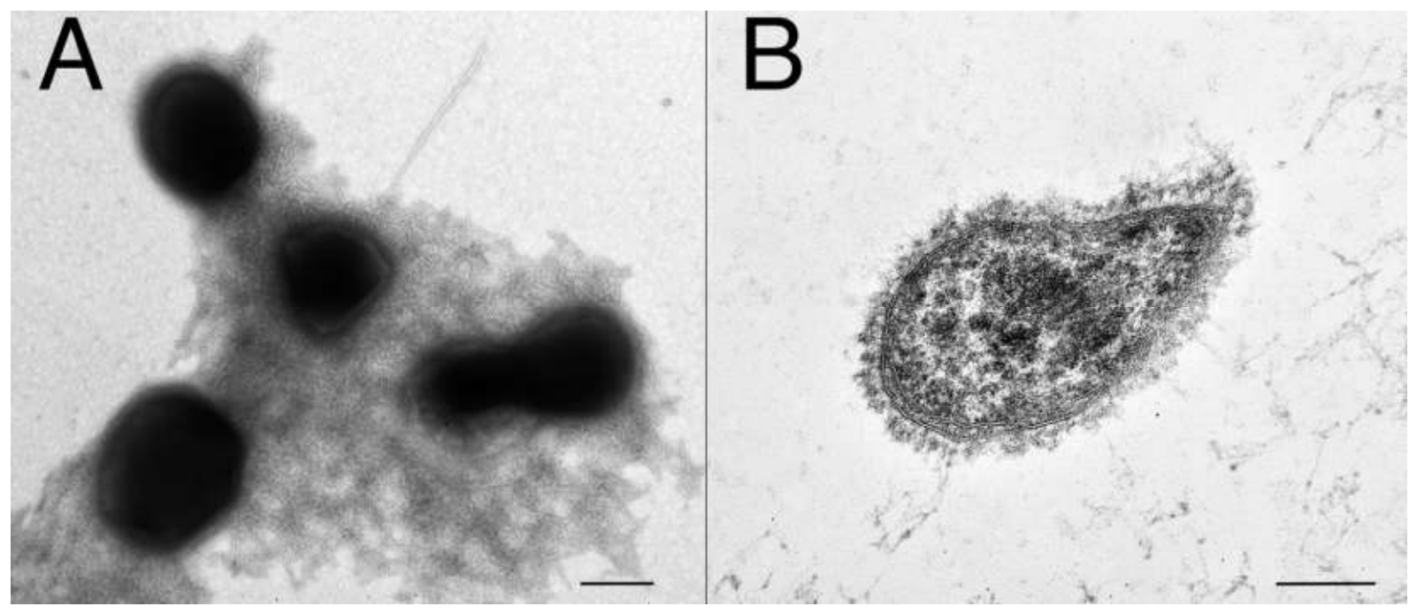 Preprints 231005 g002 Preprints 231005 g002