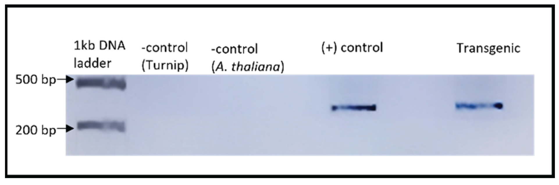 Preprints 159682 g004