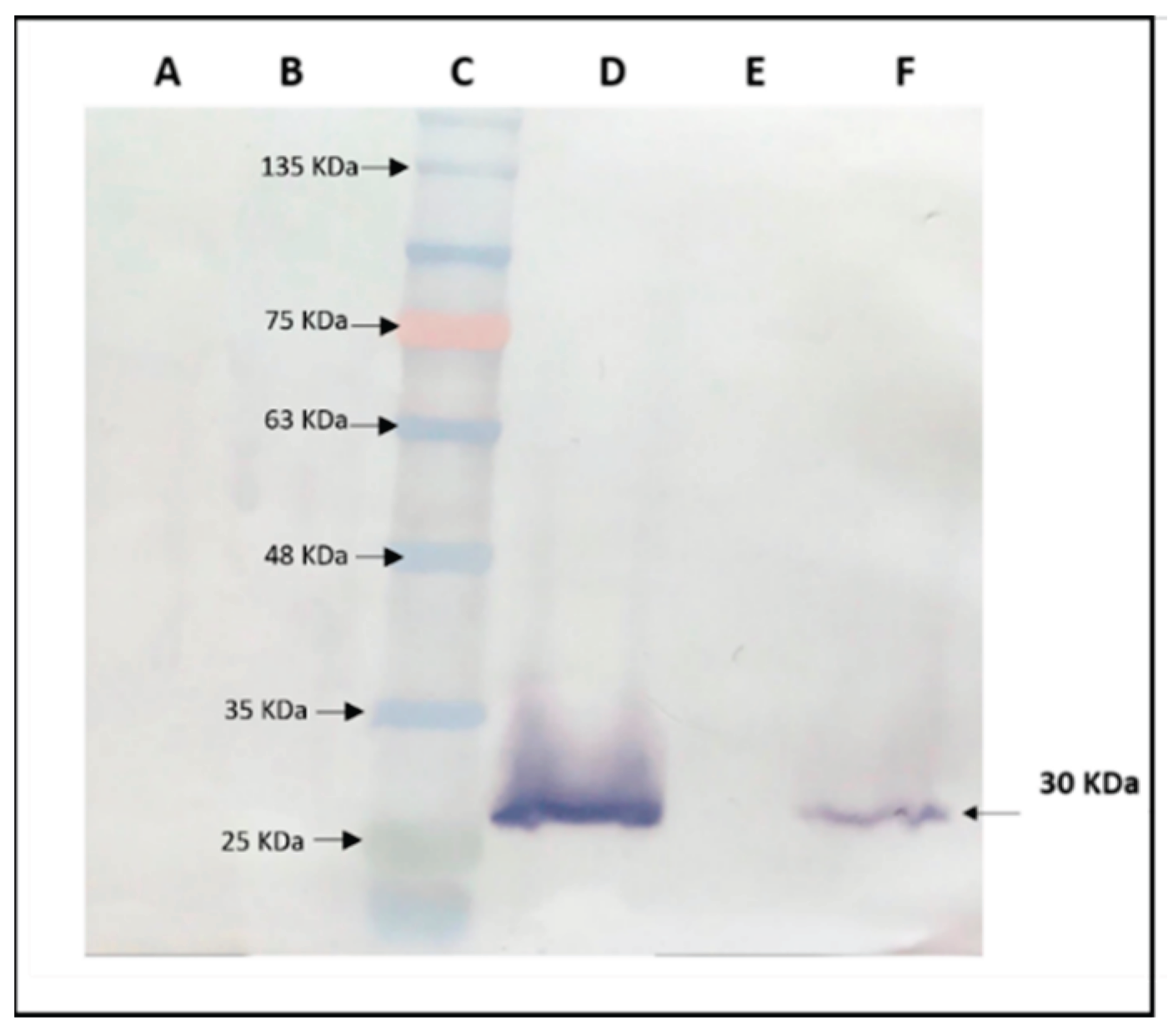 Preprints 159682 g006