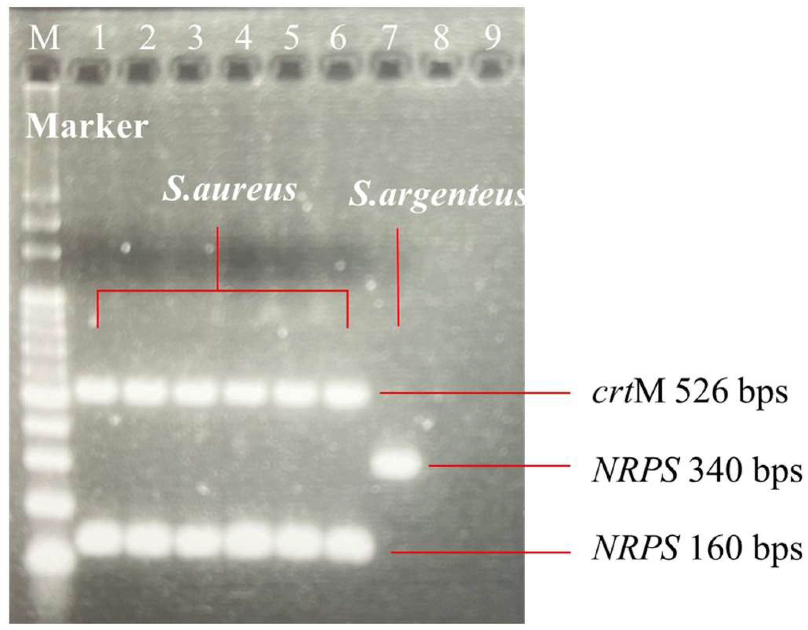 Preprints 213681 g001