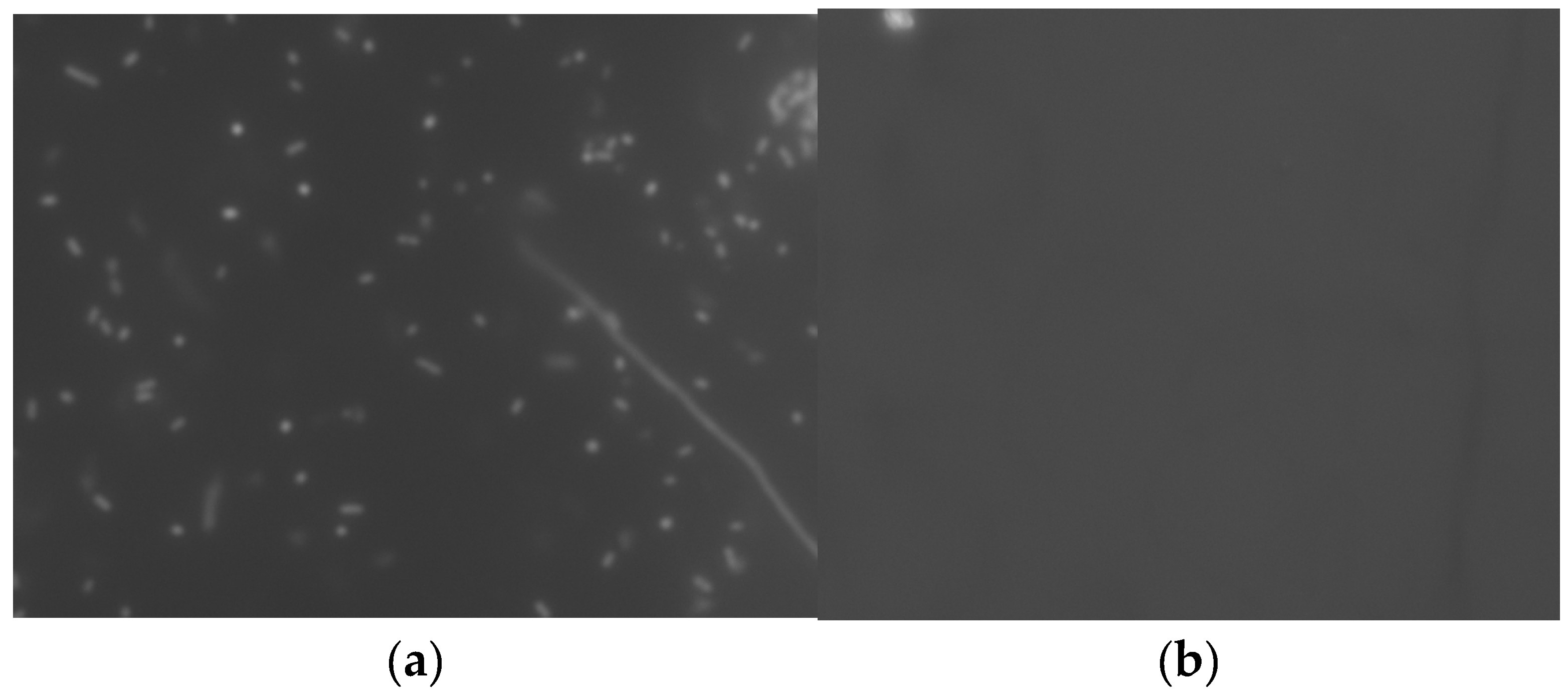 Preprints 100269 g003