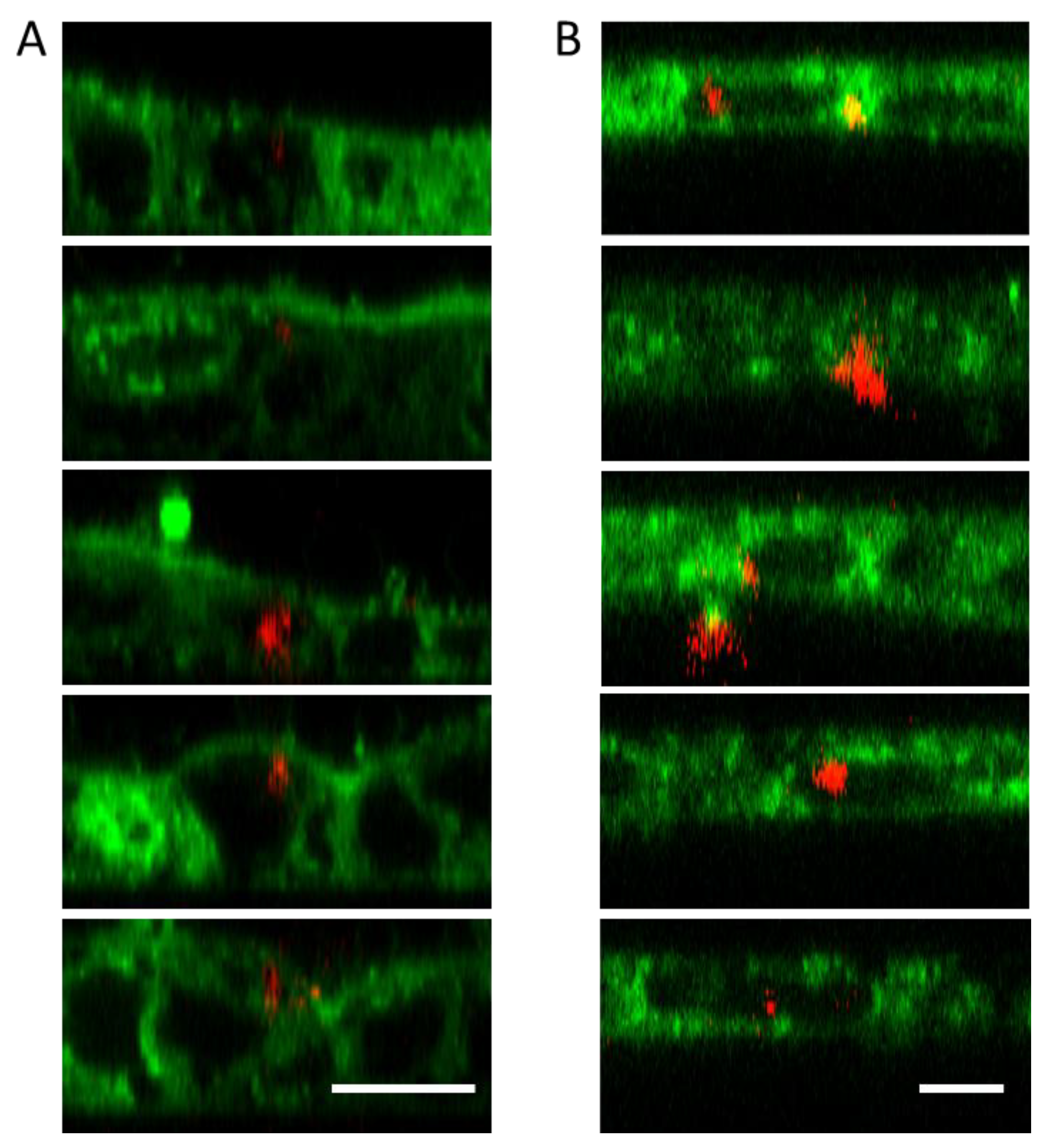 Preprints 196354 g003