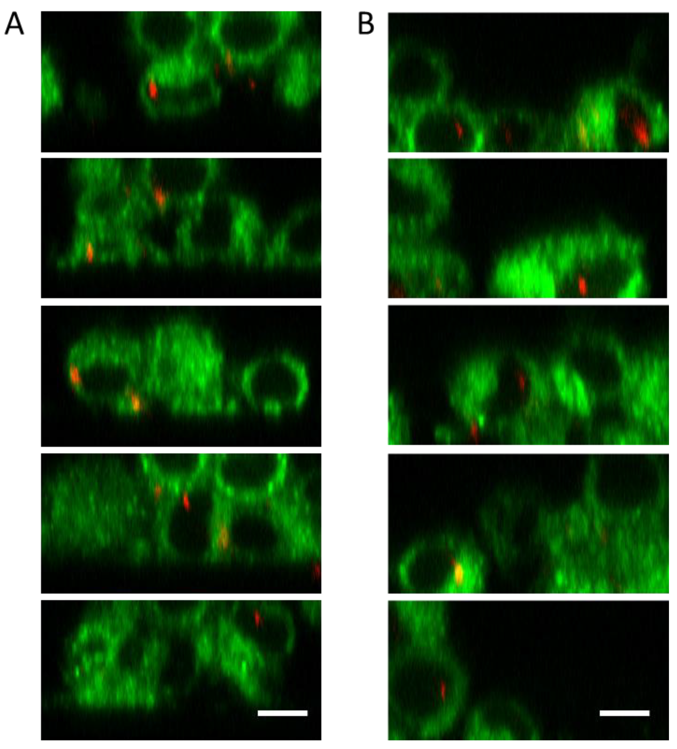 Preprints 196354 g004