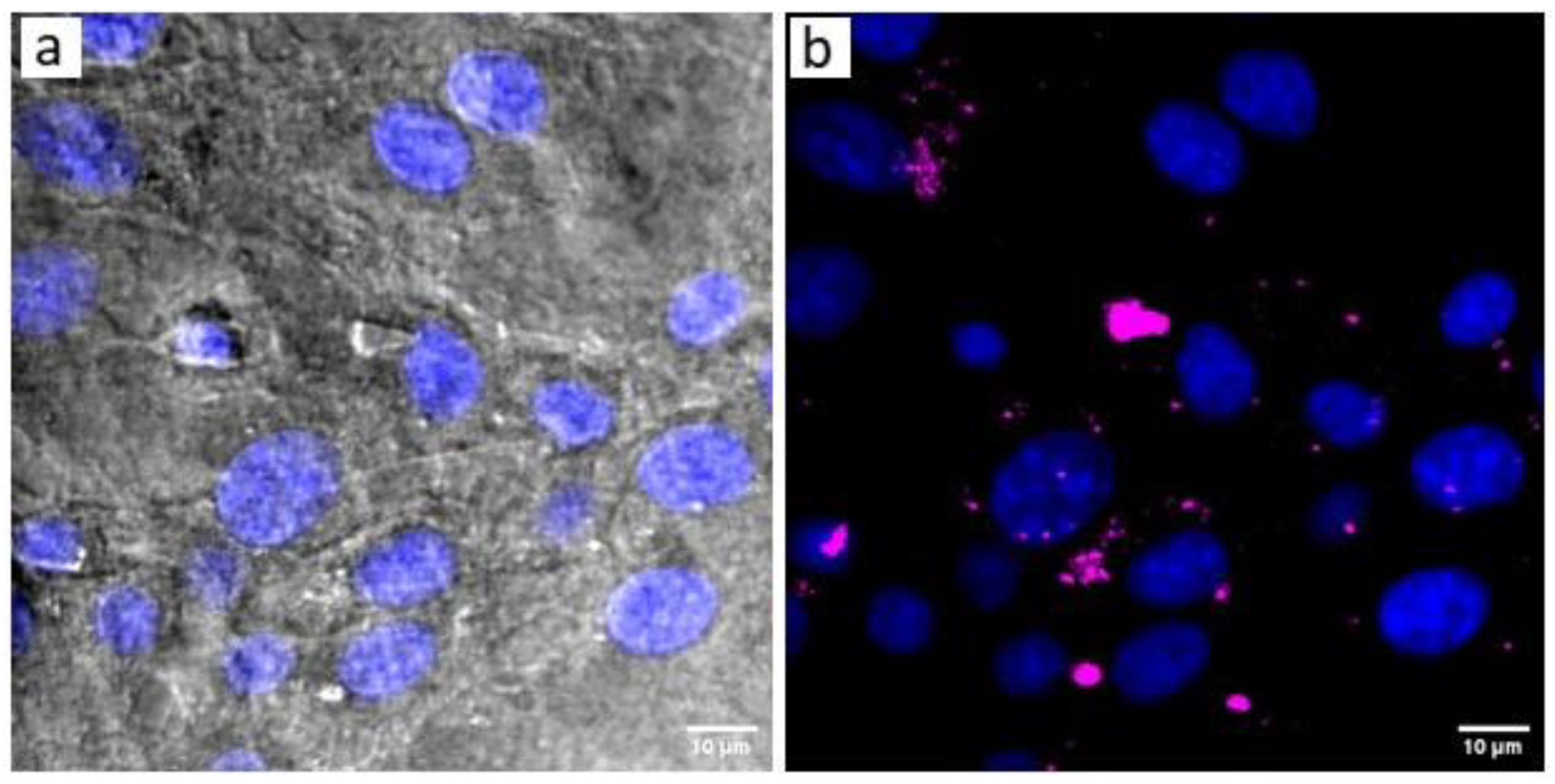 Preprints 196354 g005