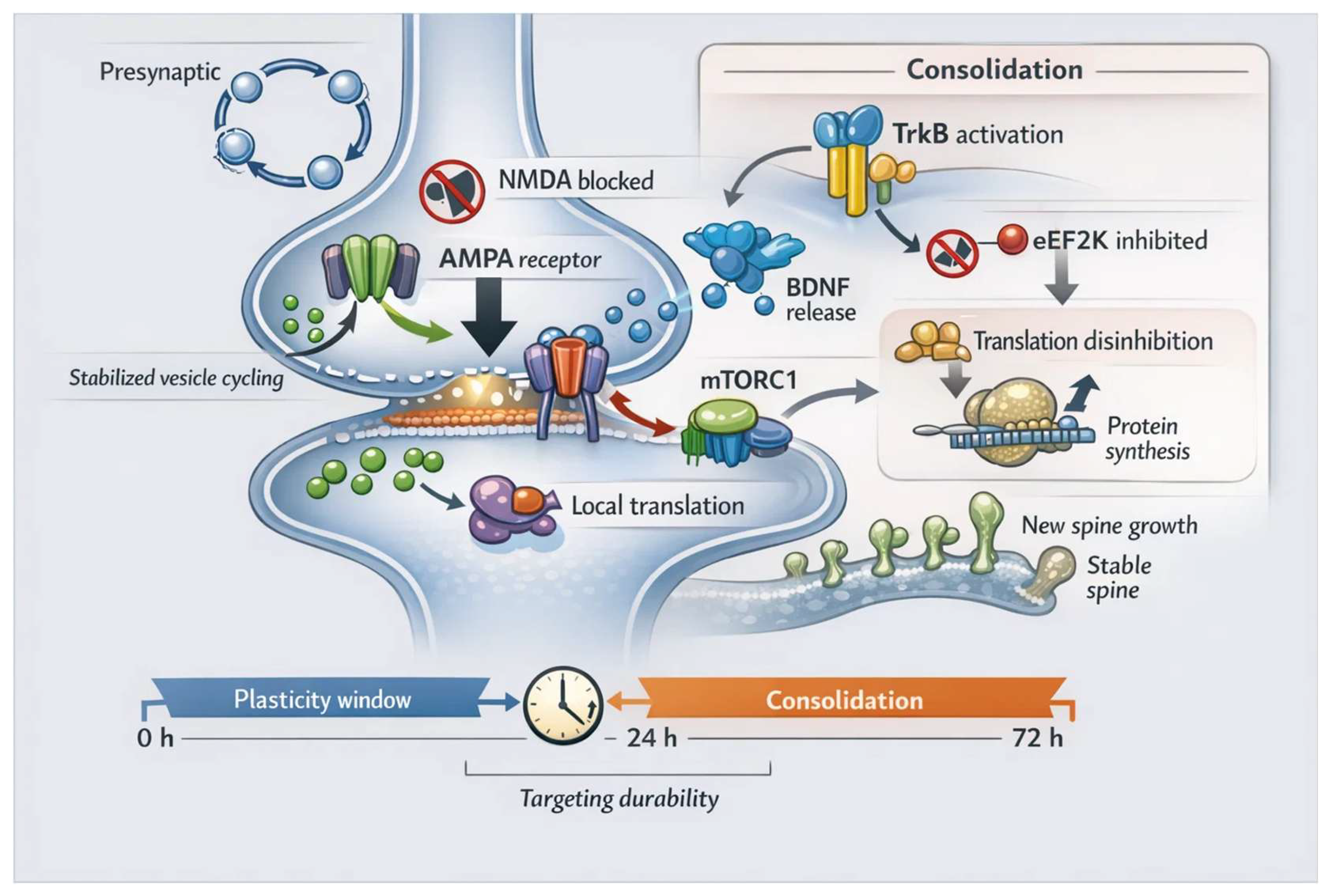 Synaptic Plasticity—Intrinsic Excitability and Antidepressant