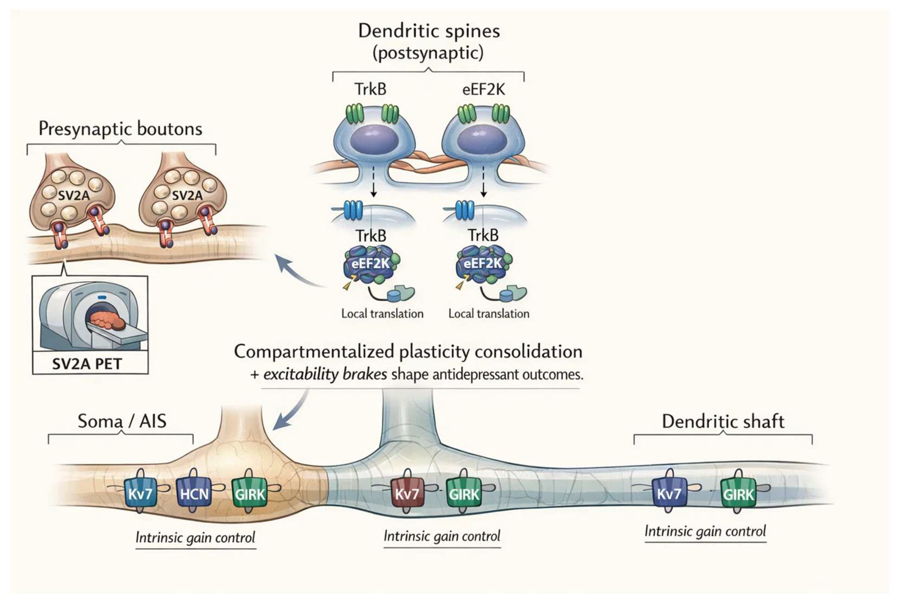 Synaptic Plasticity—Intrinsic Excitability and Antidepressant