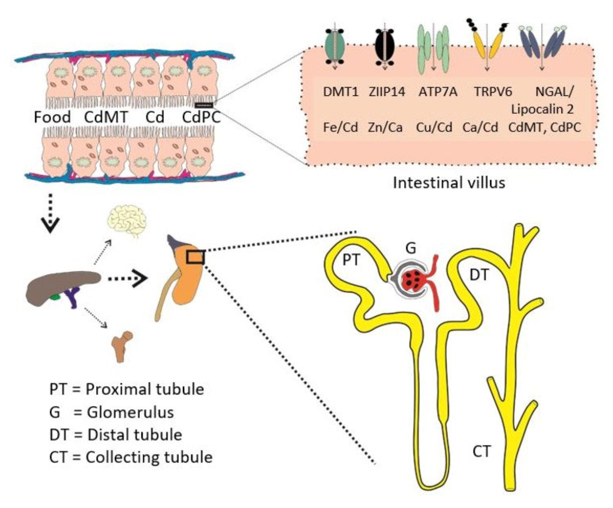 Preprints 206524 g002