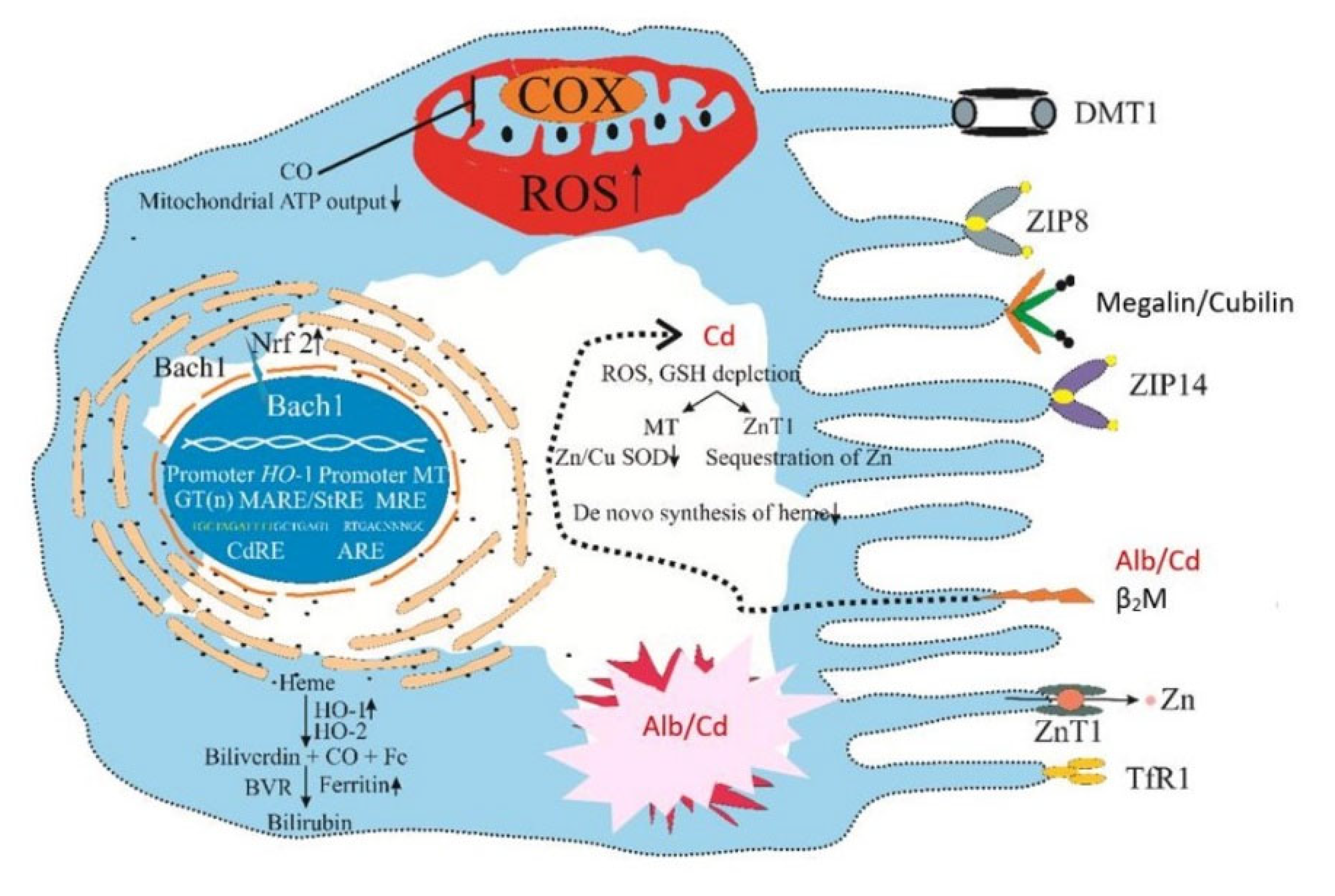 Preprints 206524 g009