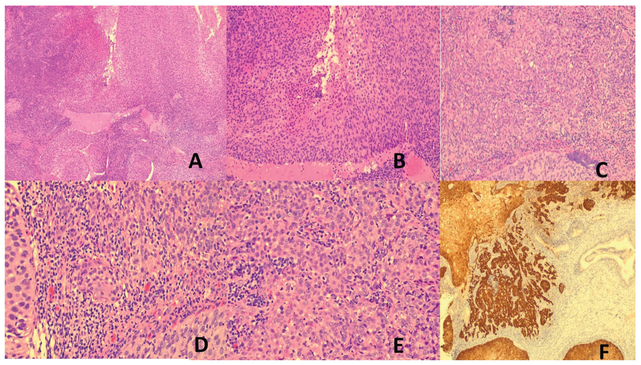 Preprints 170245 g001