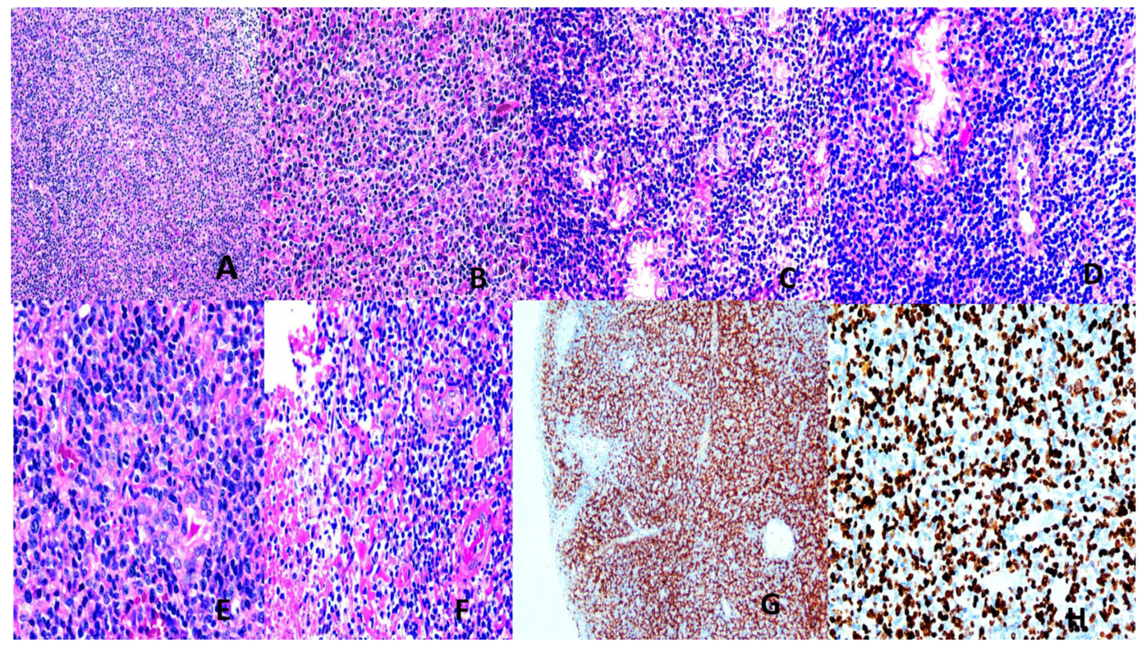 Preprints 170245 g004