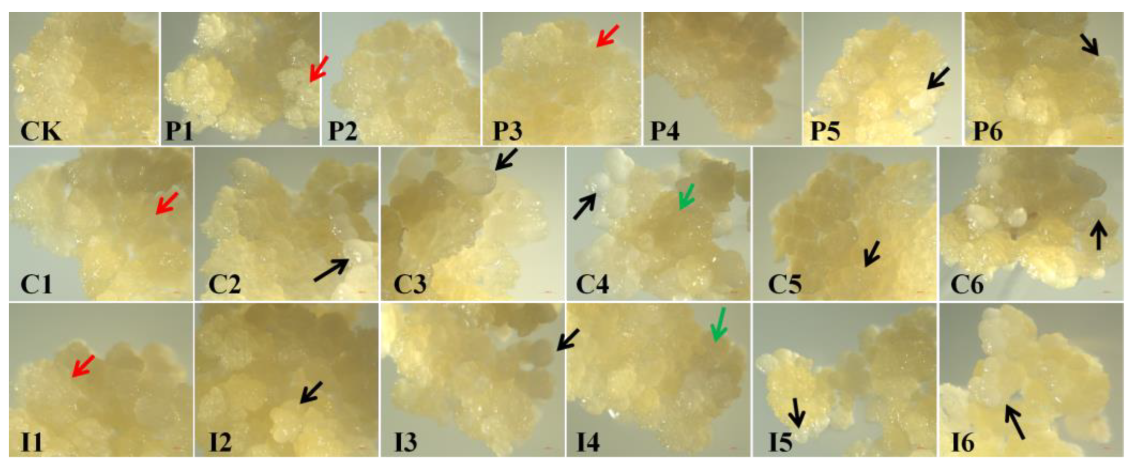 Preprints 175101 g001