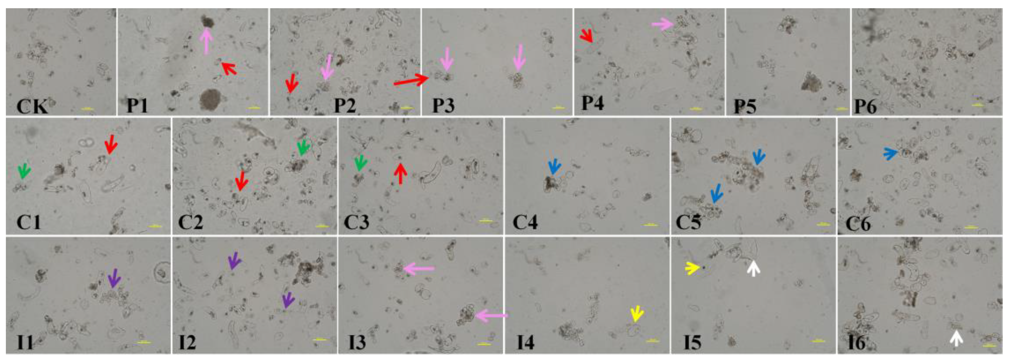 Preprints 175101 g002