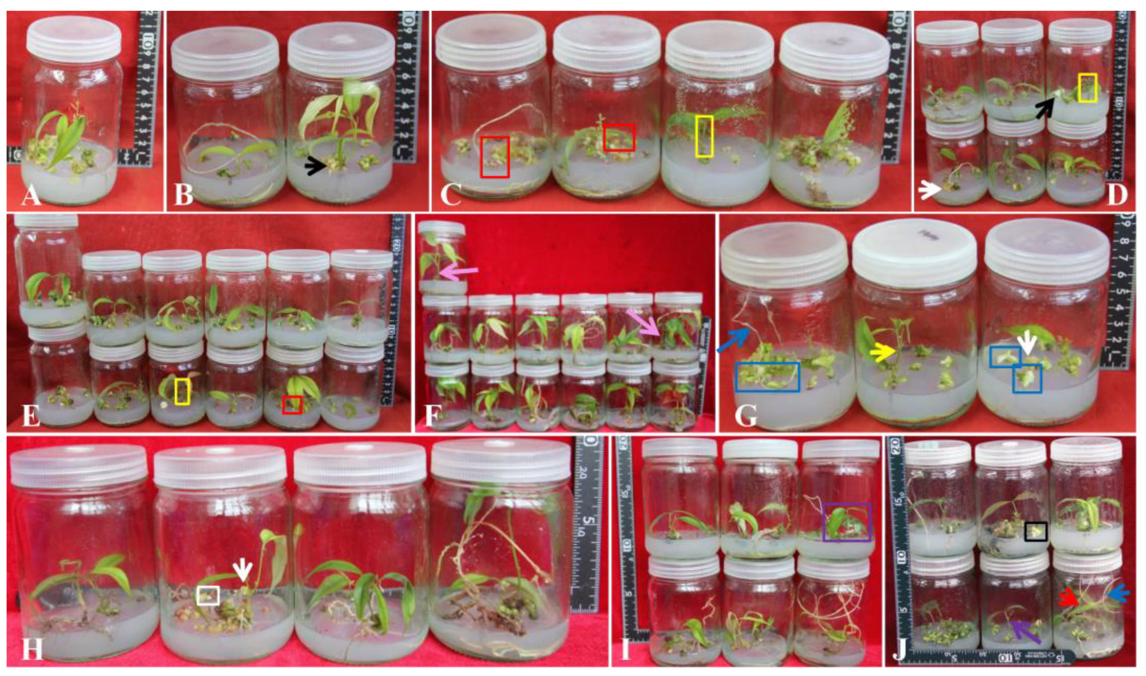 Preprints 175101 g004