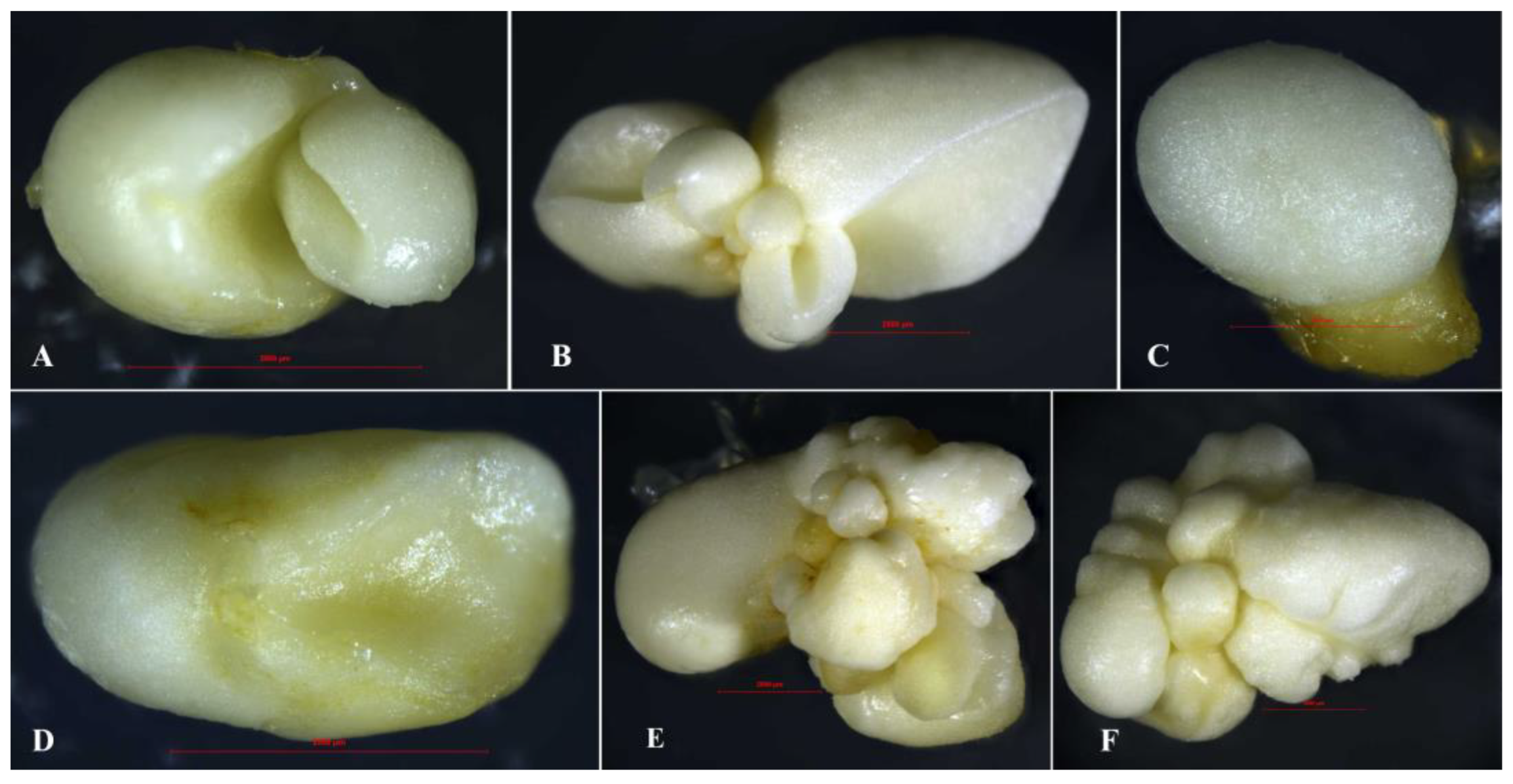 Preprints 175101 g005