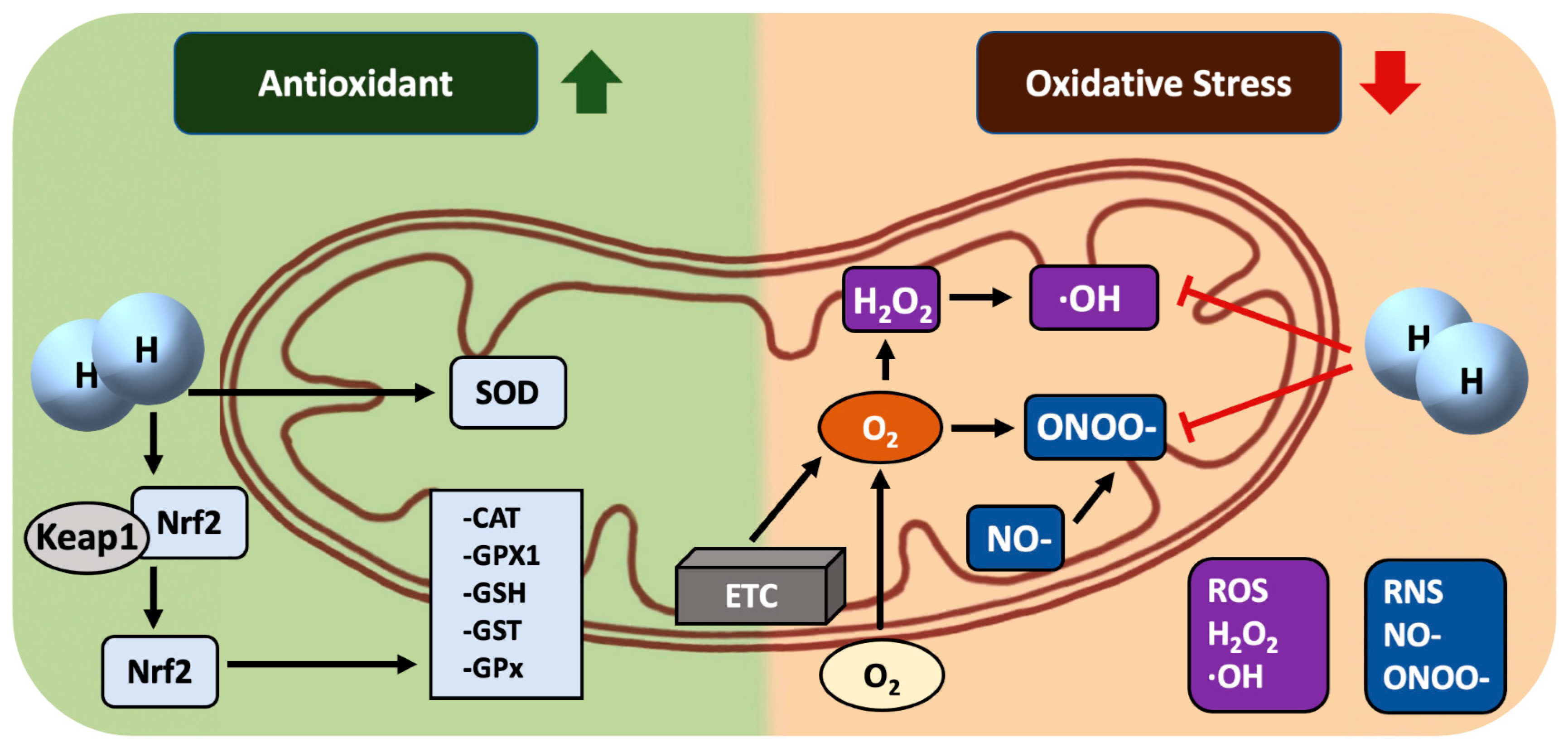 Preprints 89086 g002