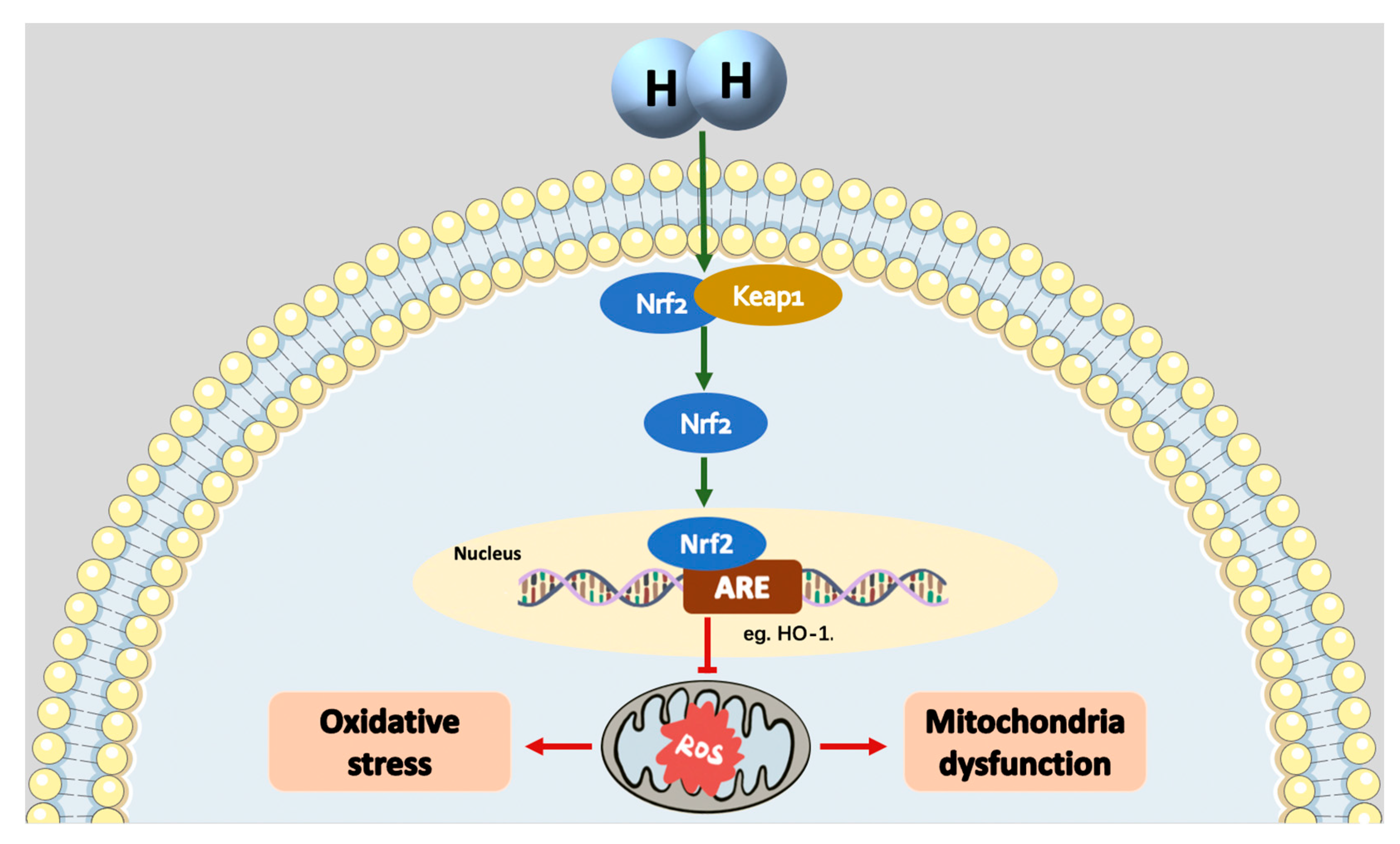 Preprints 89086 g003