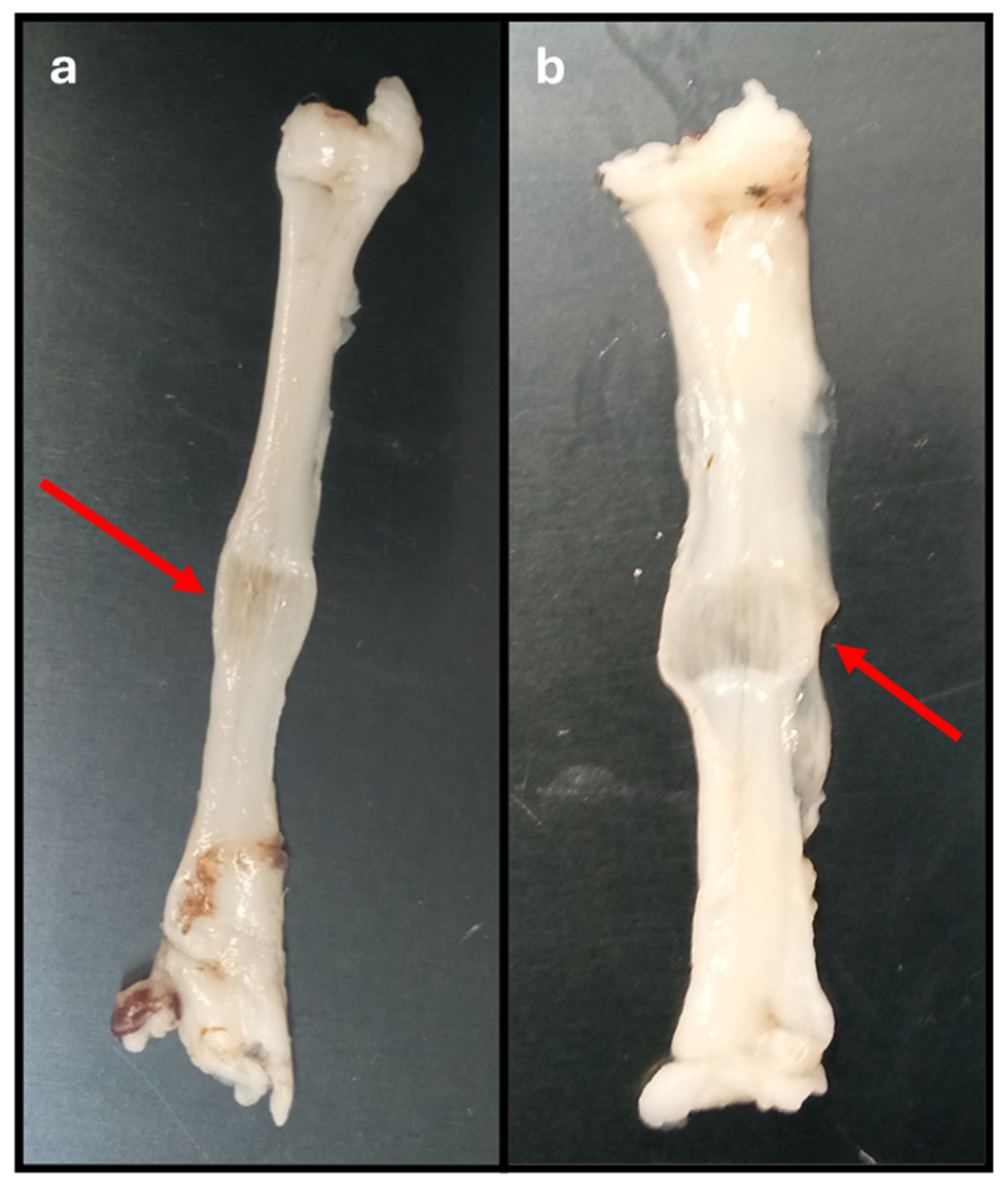 Preprints 146379 g005