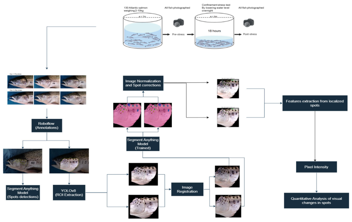 Preprints 207479 g001