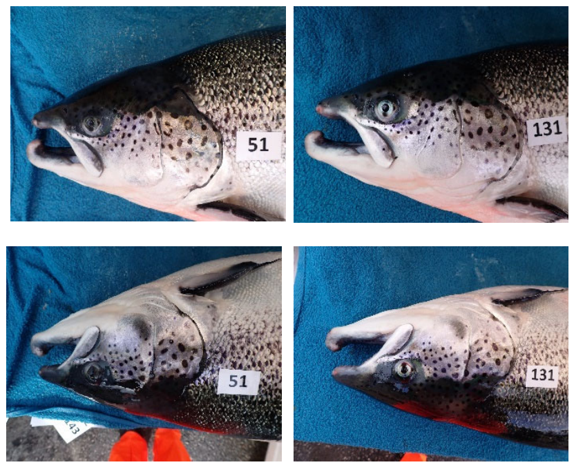 Preprints 207479 g002