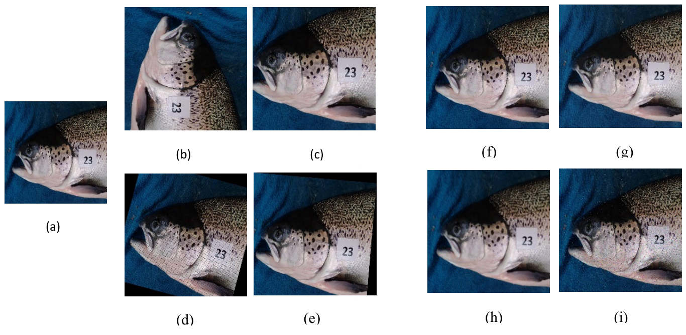 Preprints 207479 g004