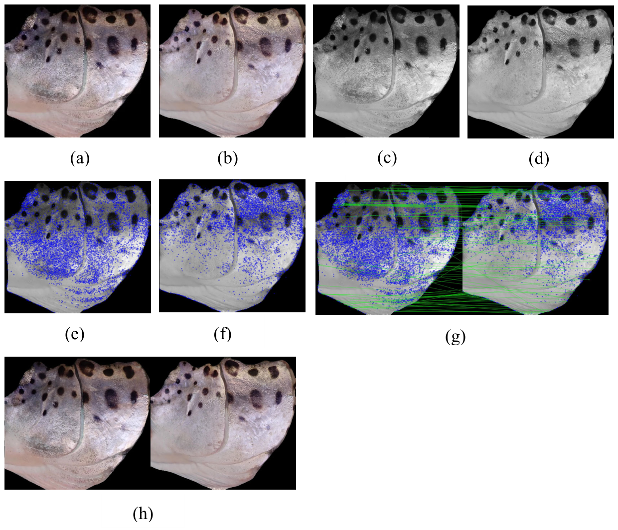 Preprints 207479 g008