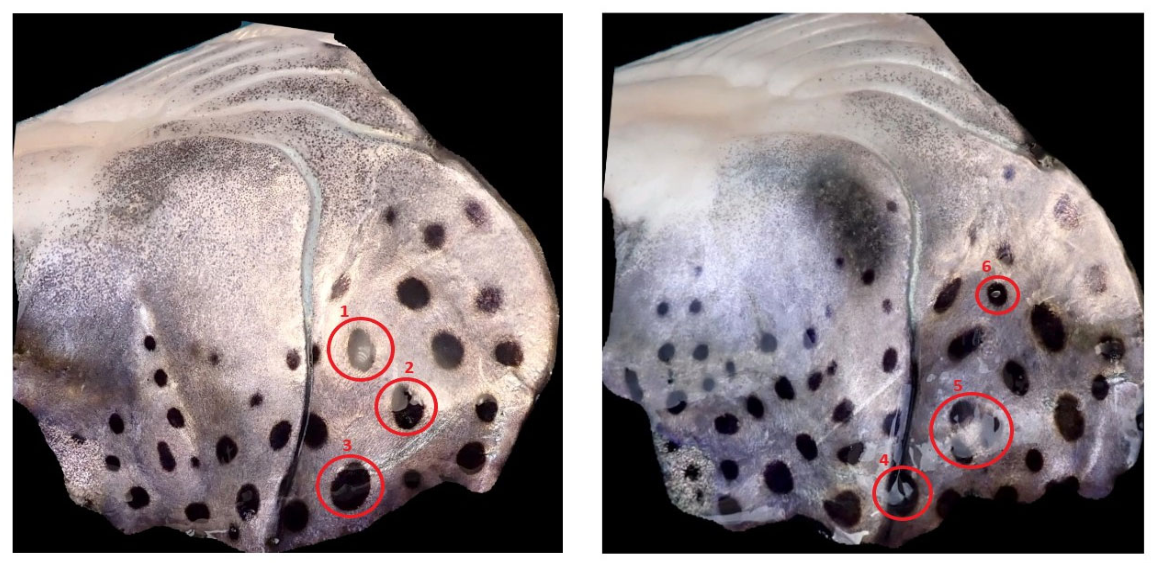 Preprints 207479 g010