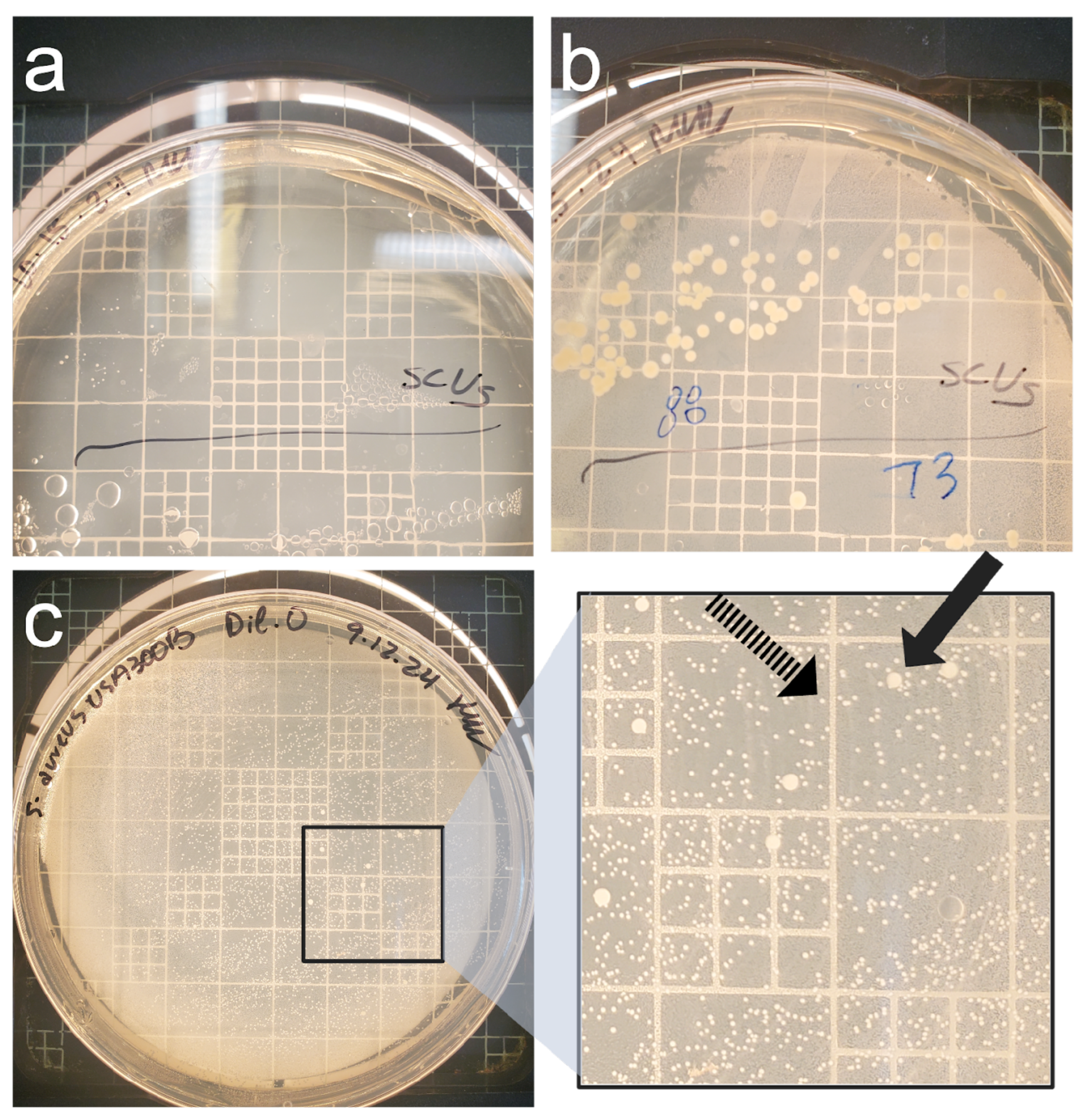 Preprints 145399 g003