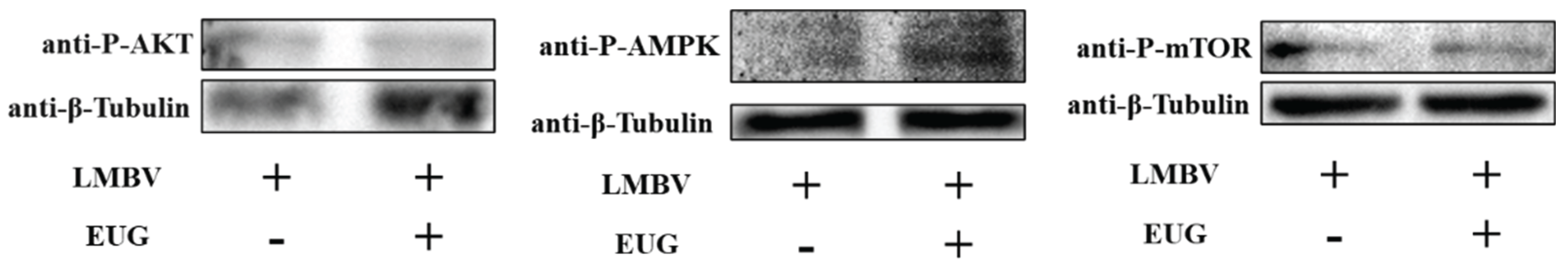 Preprints 172306 g005