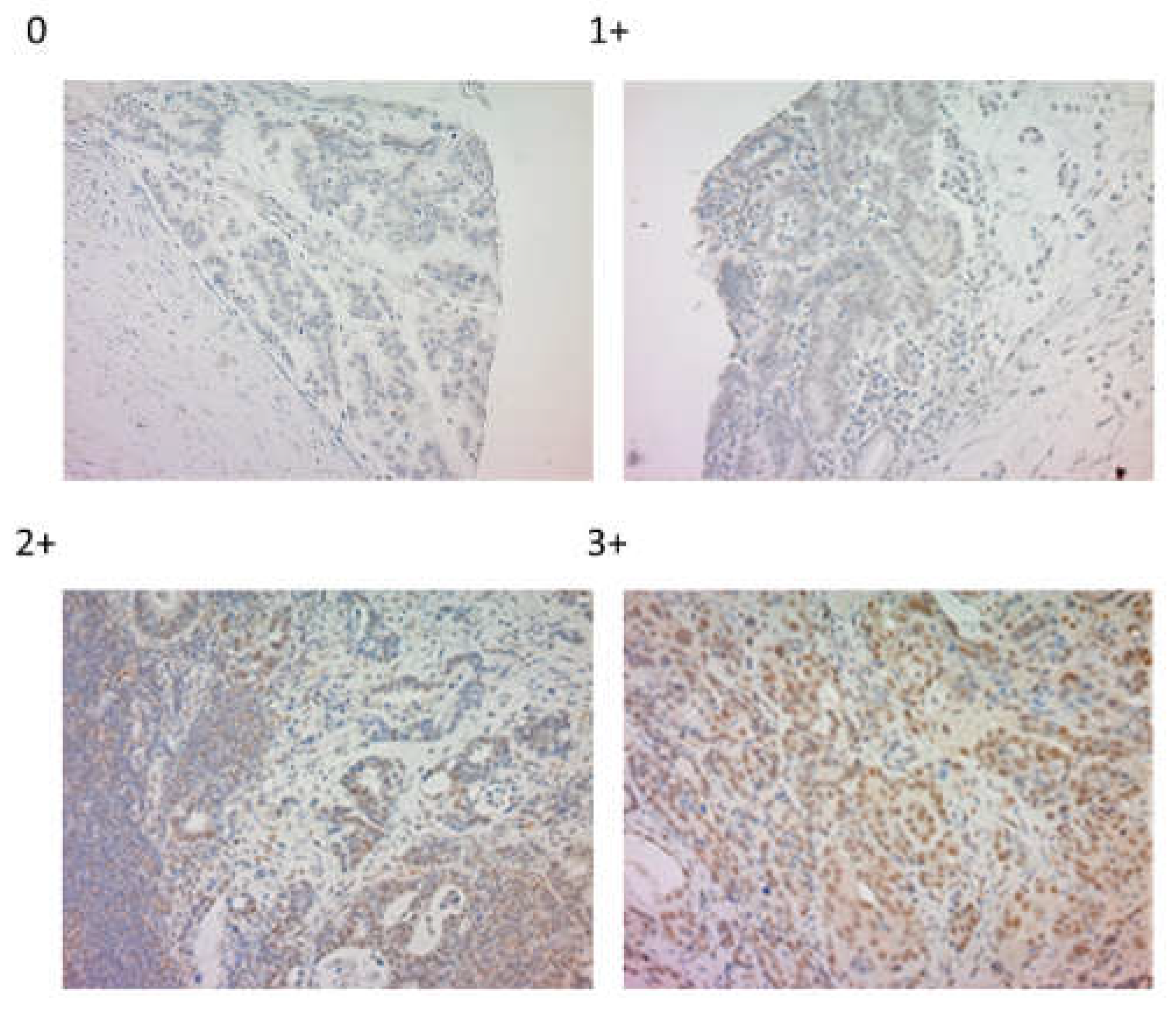 Preprints 77098 g001