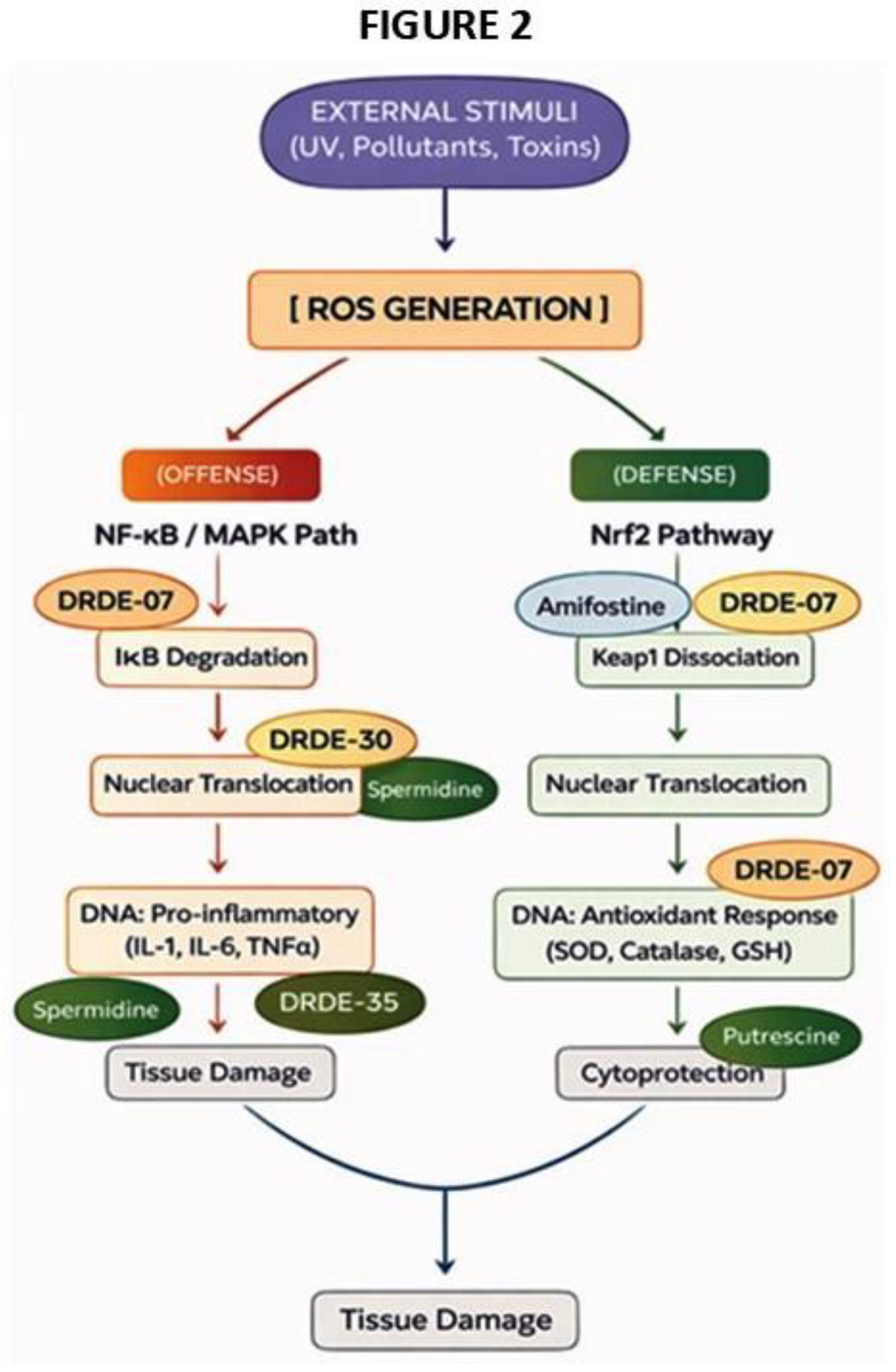 Preprints 204029 g002 Preprints 204029 g002