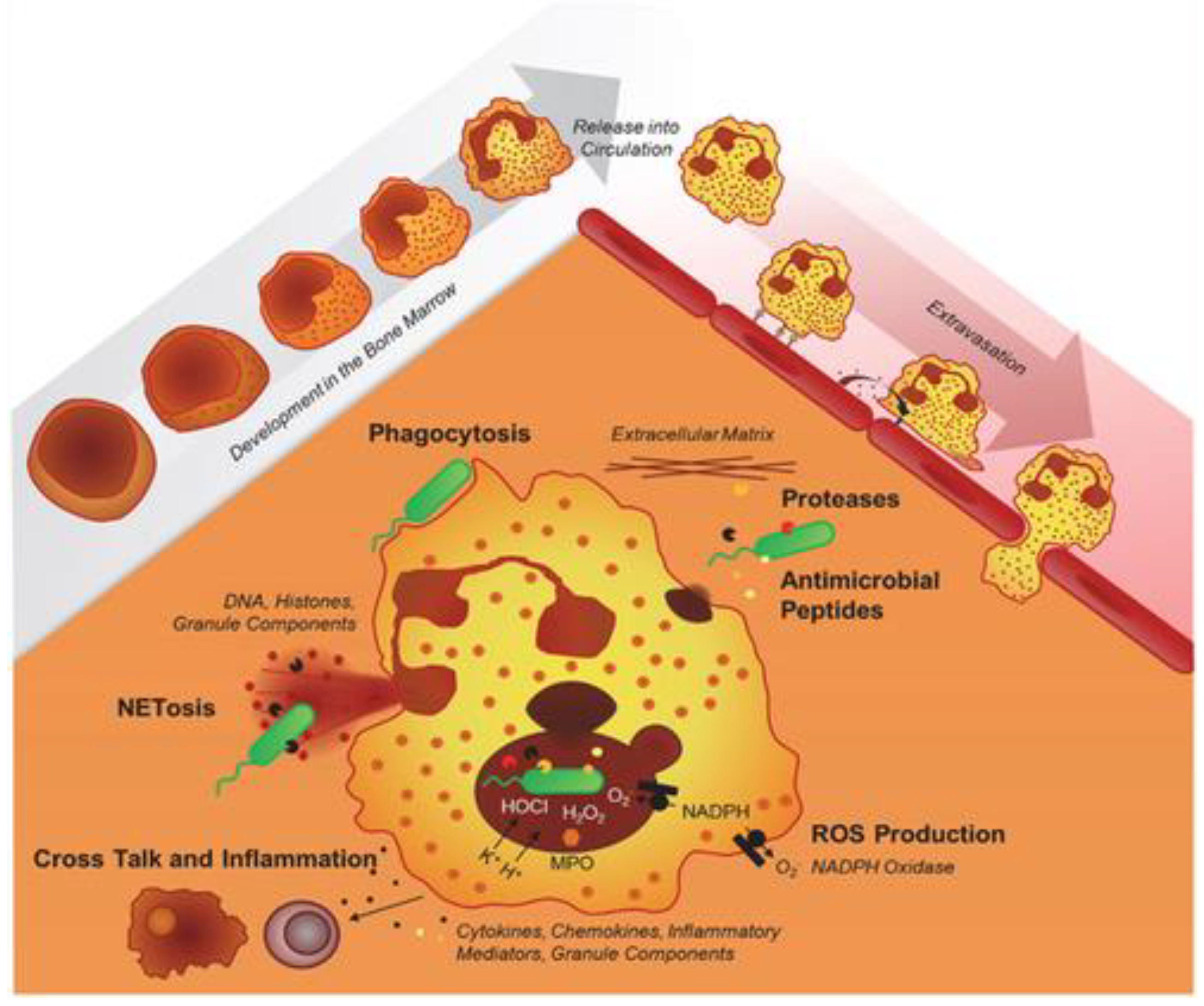Preprints 80332 g001