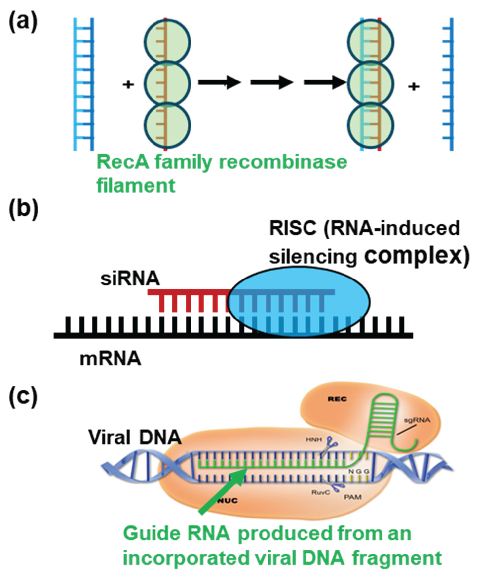 Preprints 191661 g001