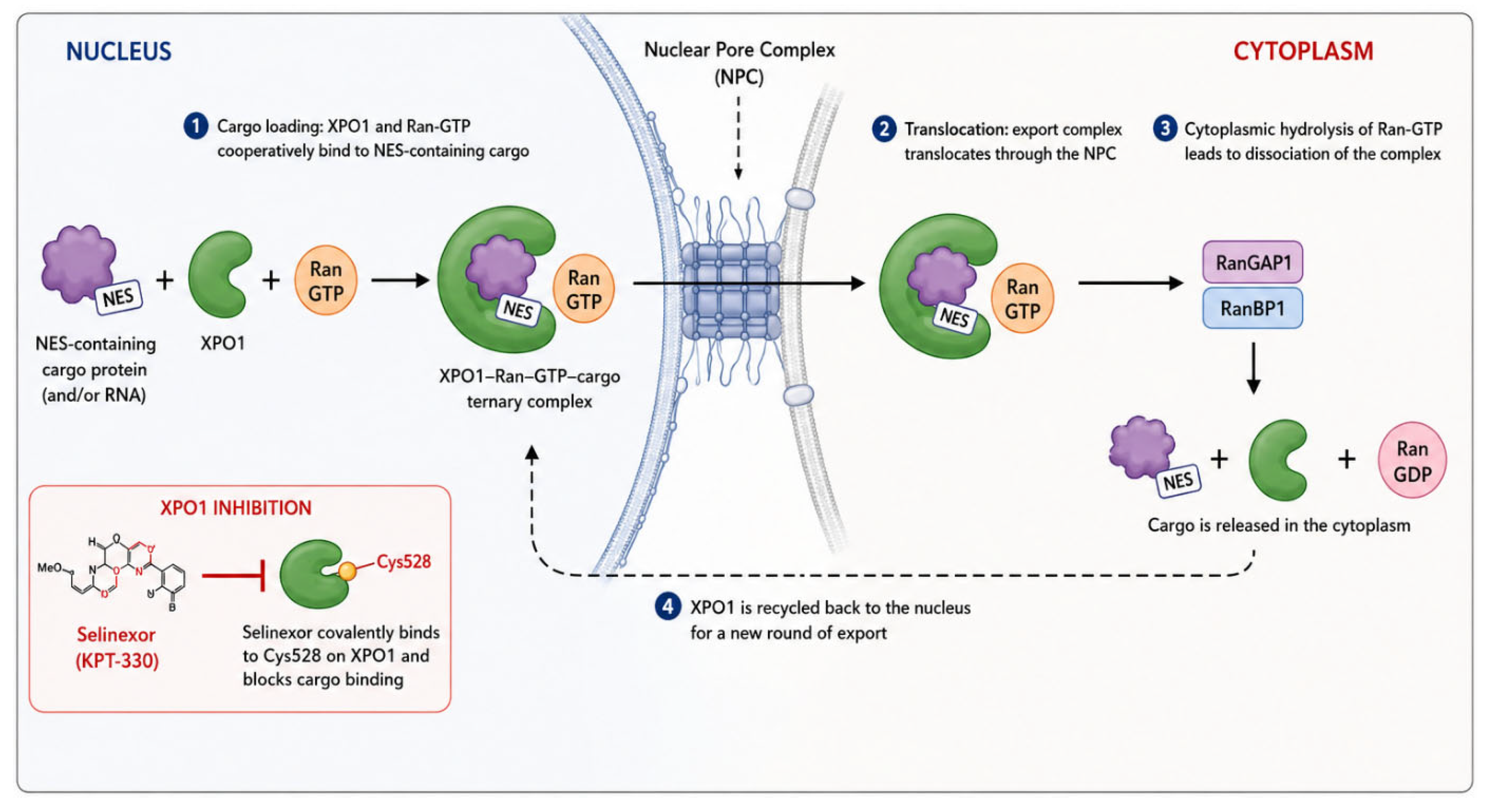 Preprints 232815 g001 Preprints 232815 g001