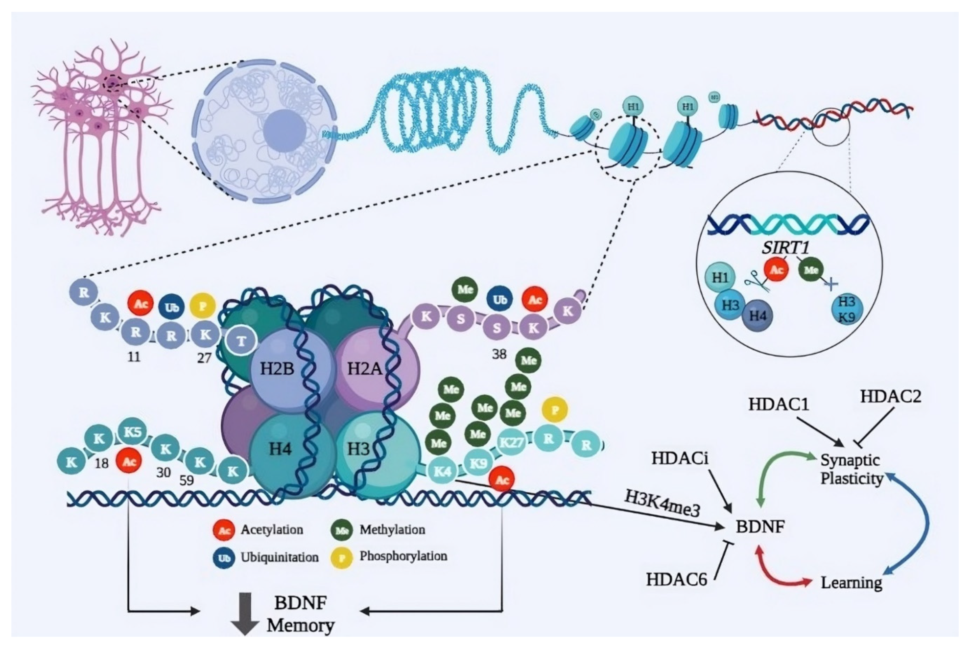 Preprints 109260 g002