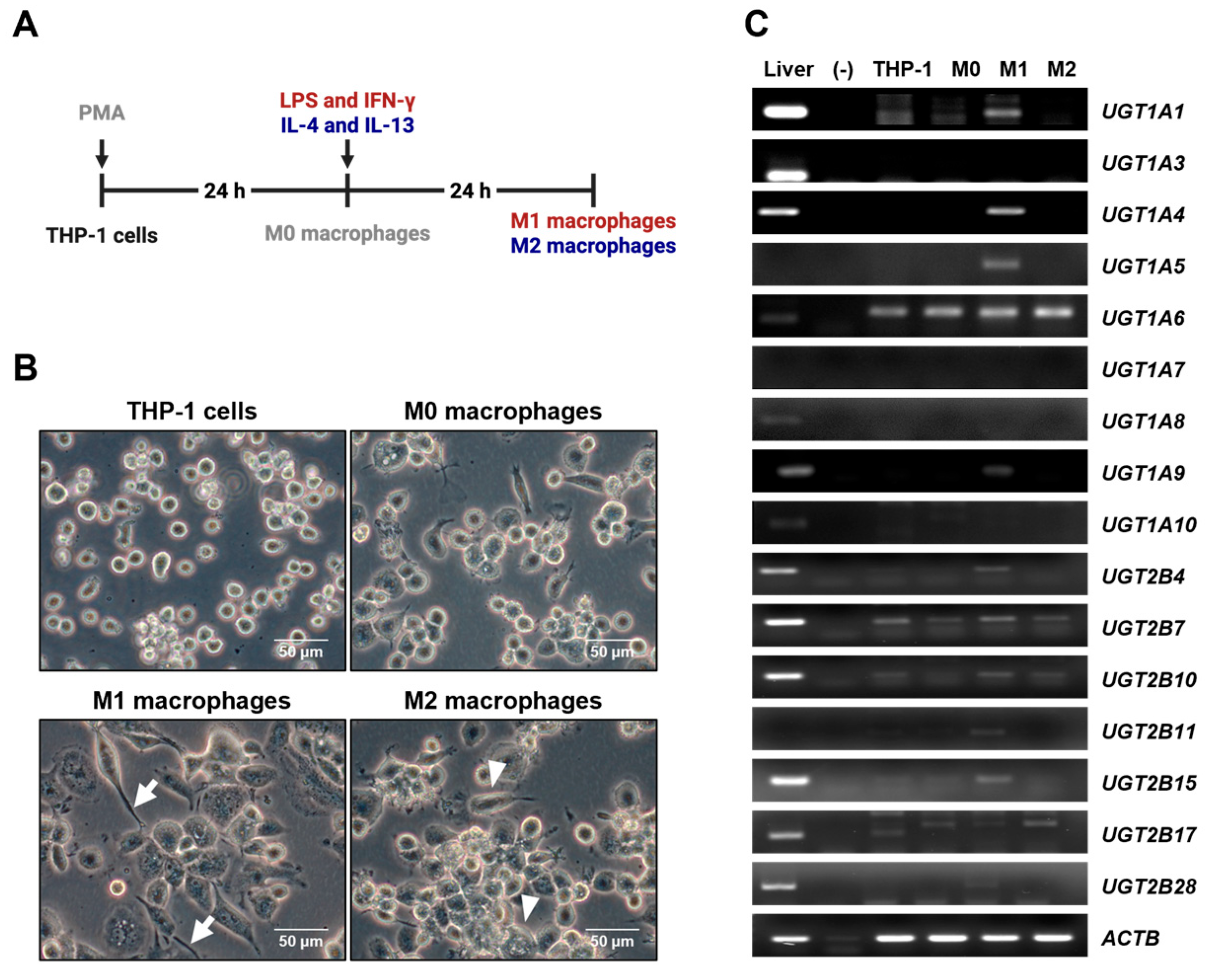 Preprints 194990 g001