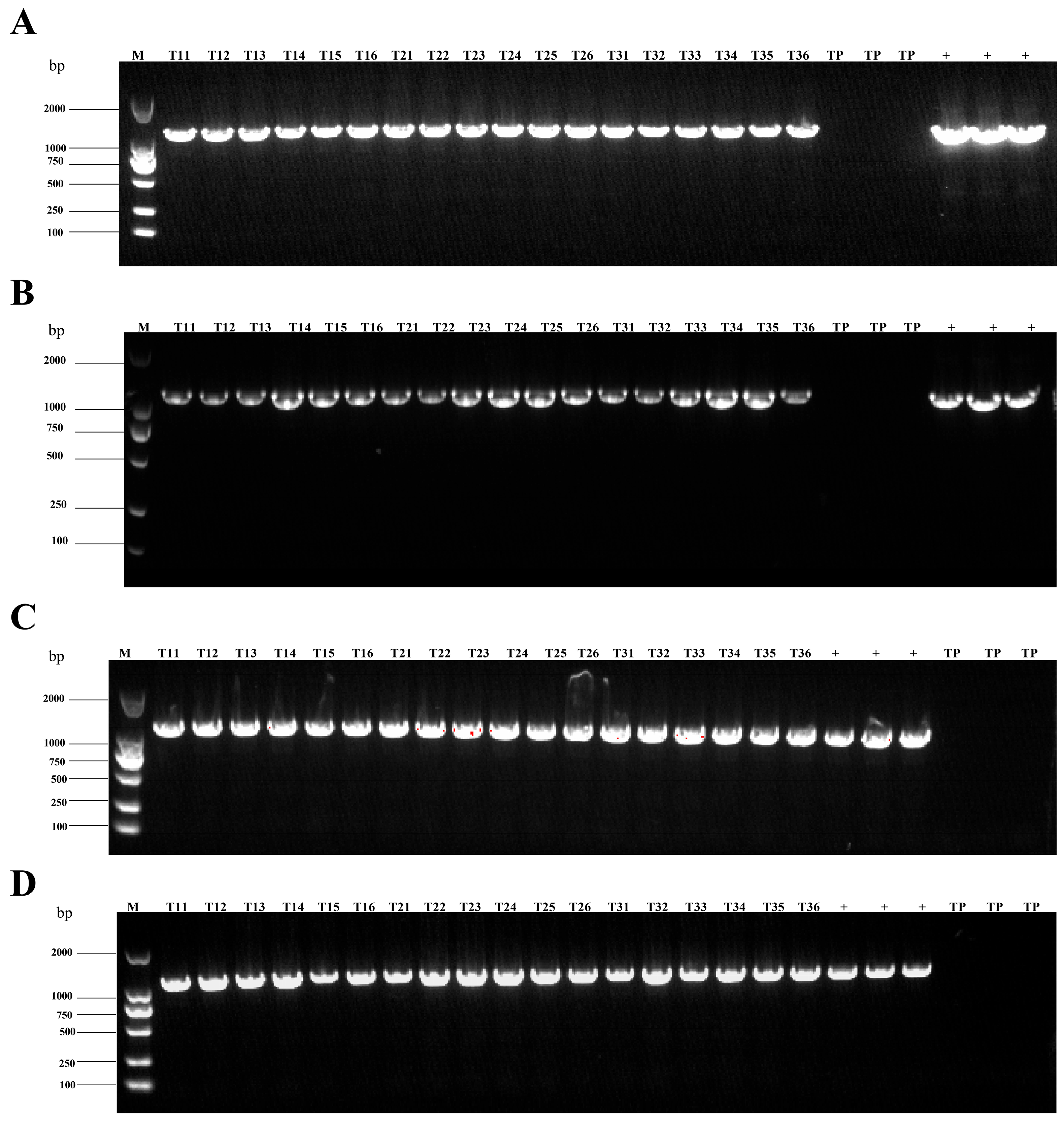 Preprints 201021 g002
