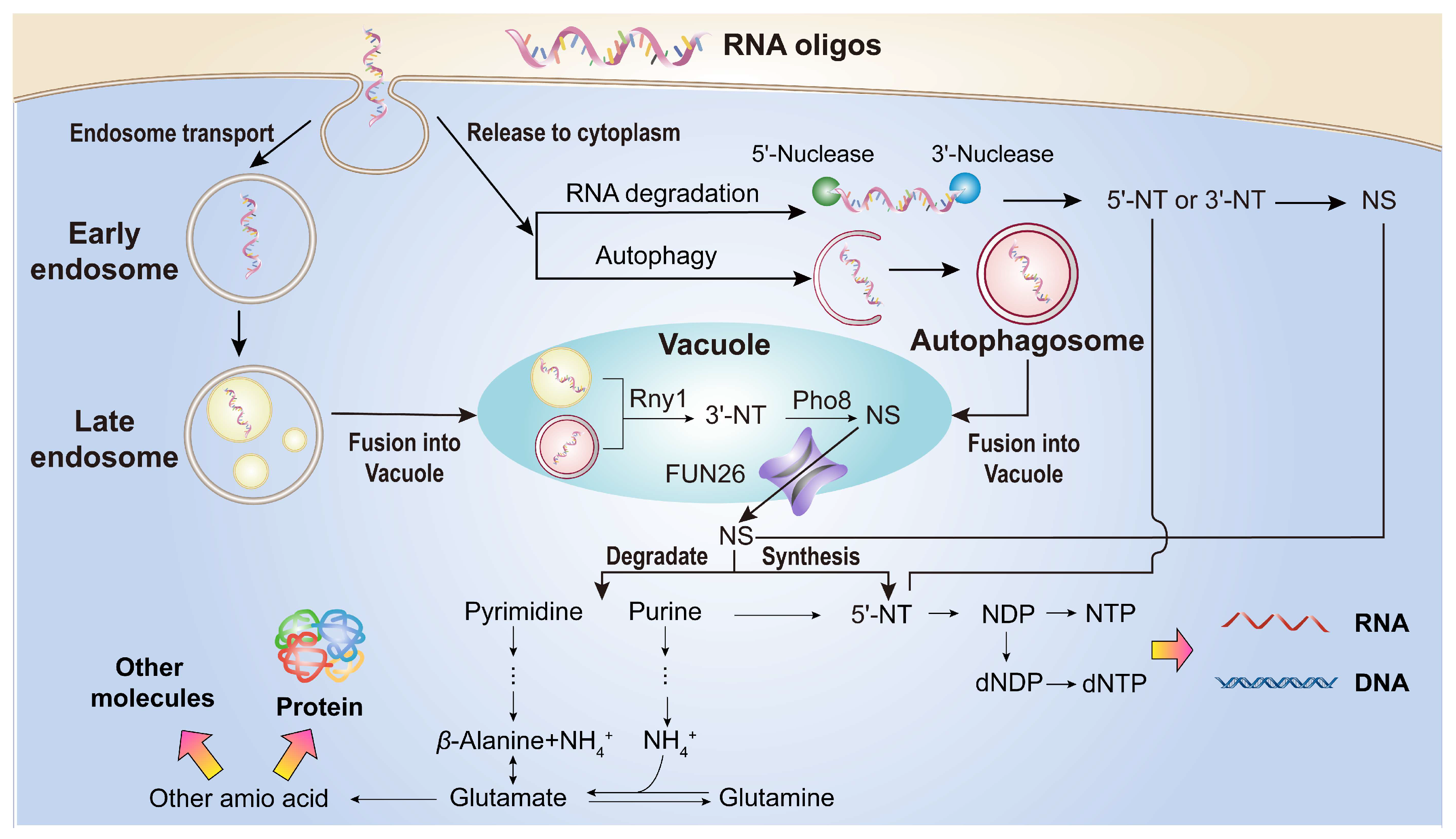 Preprints 155937 g009