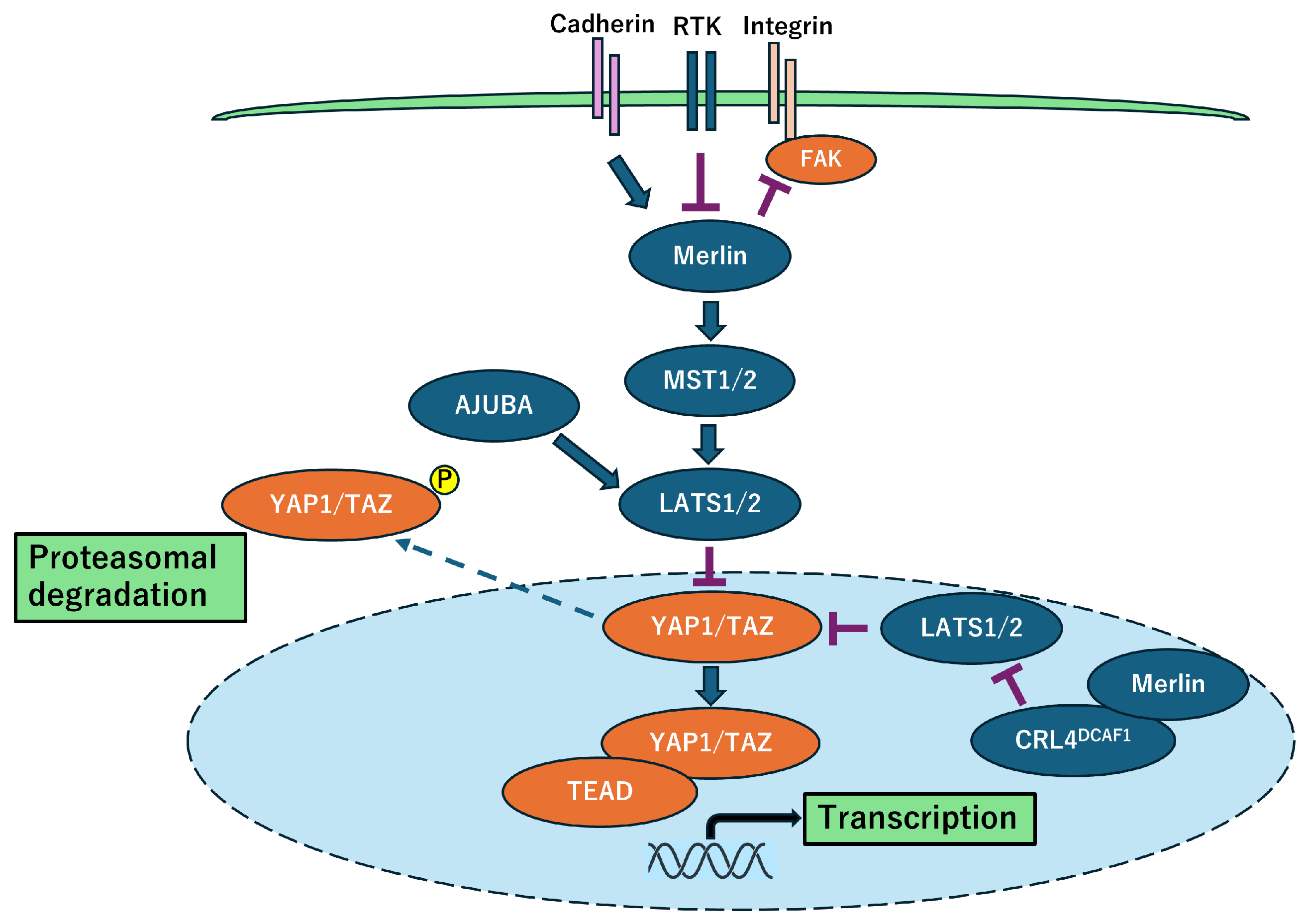 Preprints 154087 g001