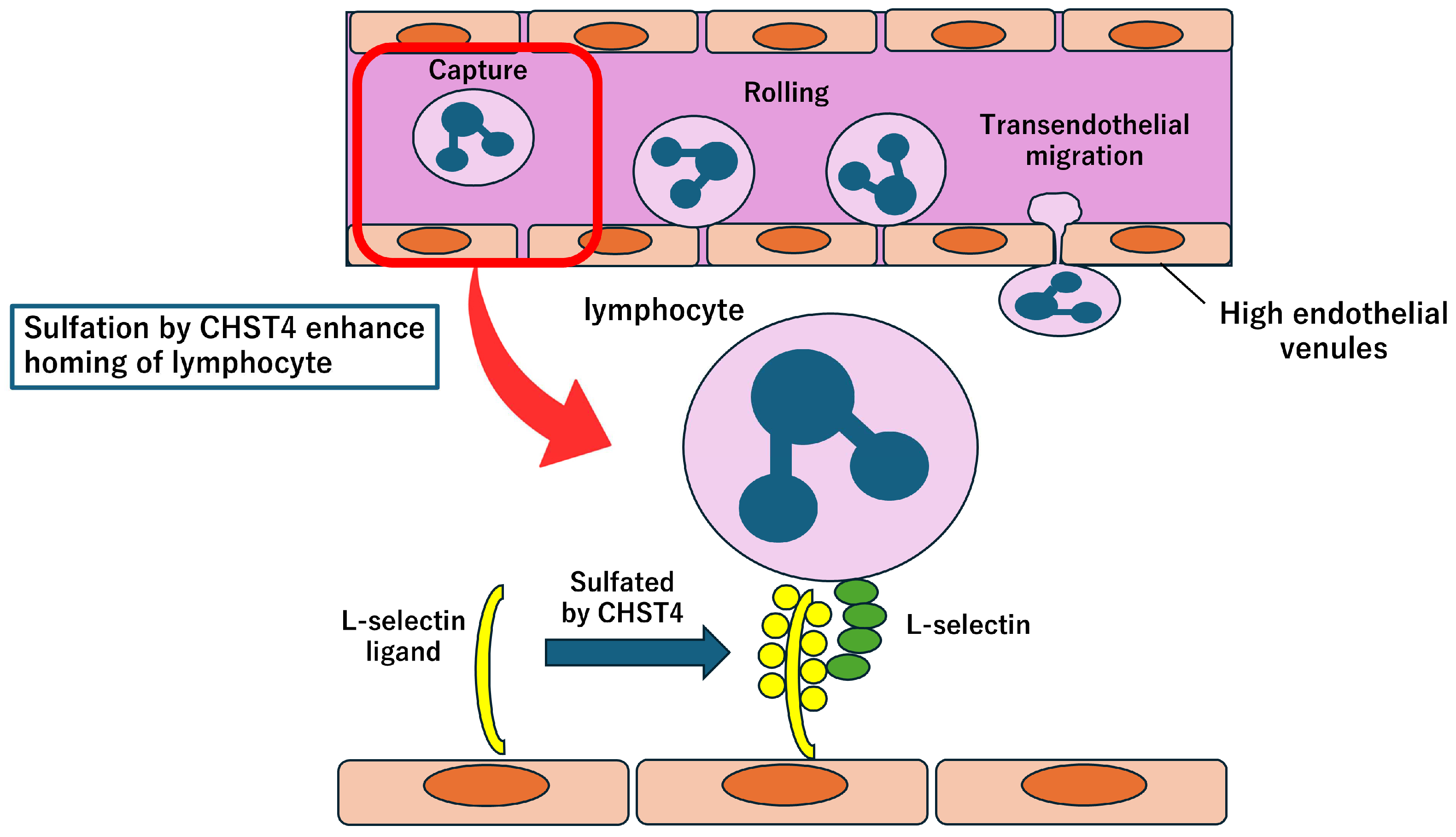 Preprints 154087 g002
