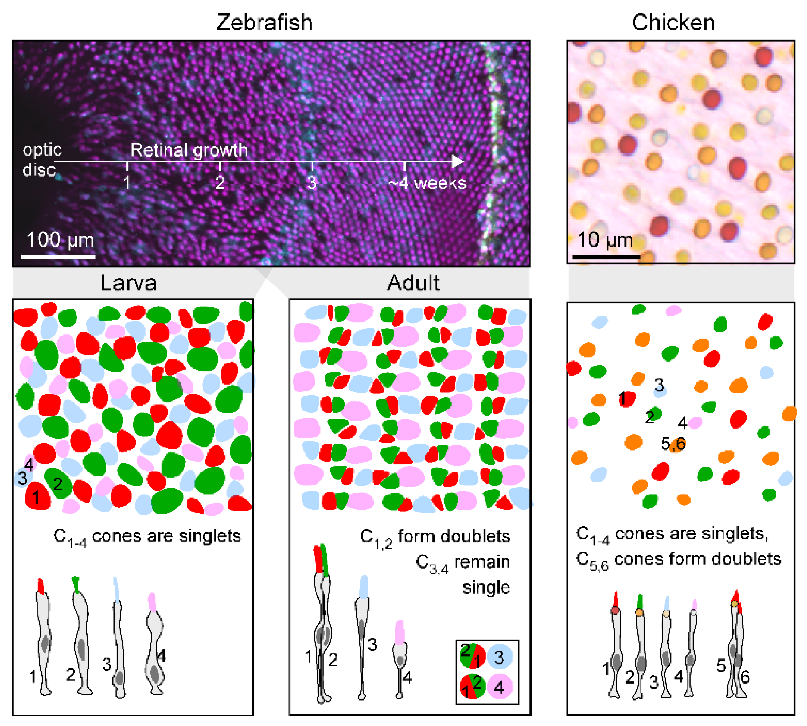 Preprints 148347 g003