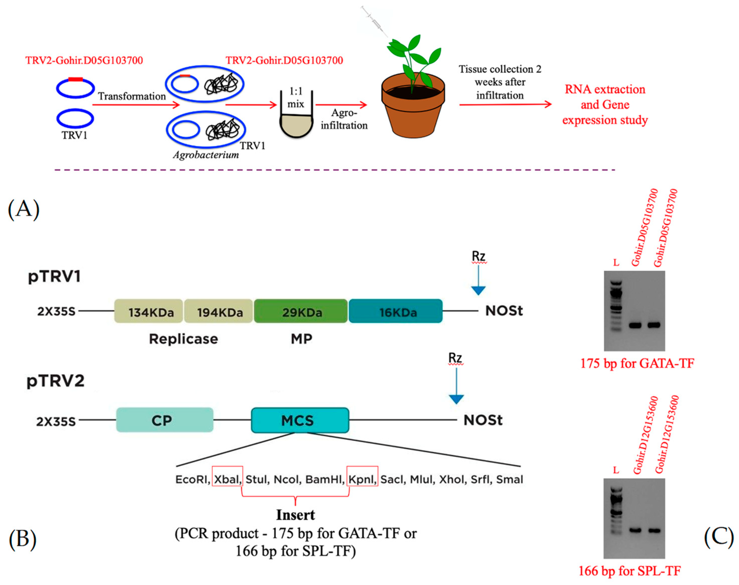 Preprints 70654 g001