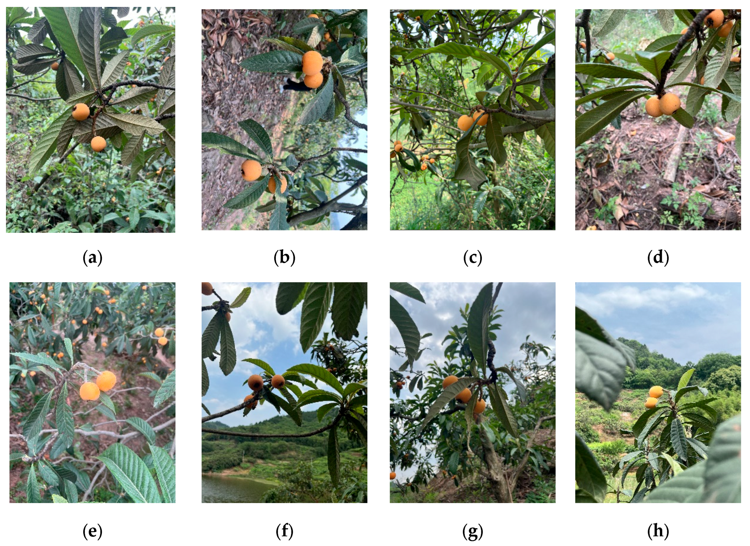 Preprints 181556 g001