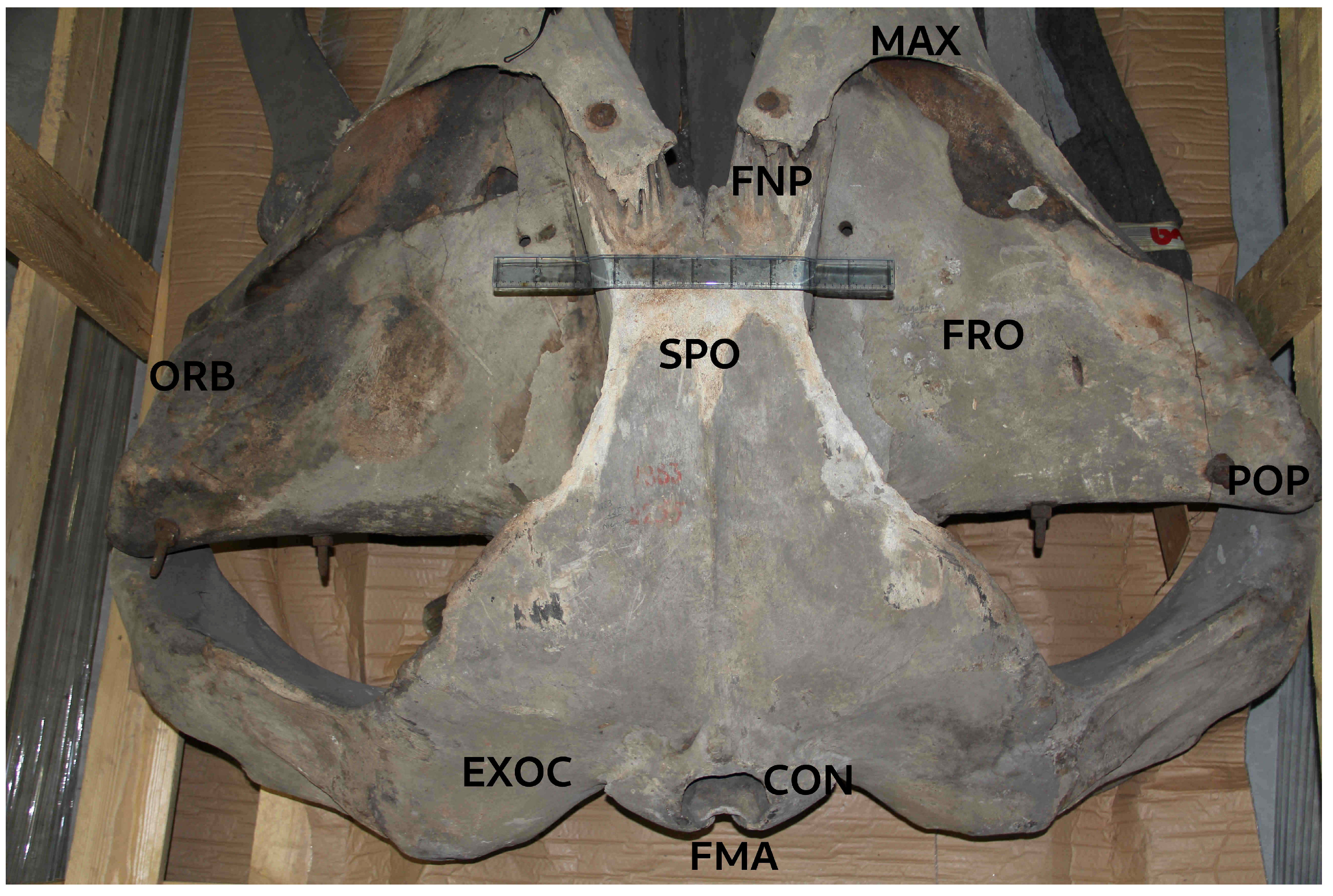Preprints 177368 g002