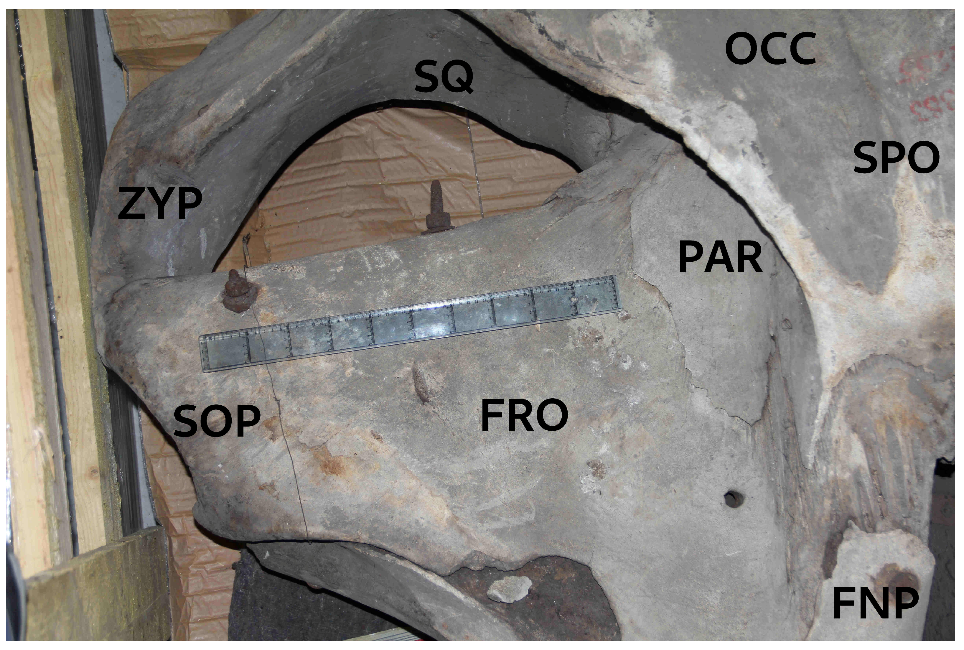 Preprints 177368 g003