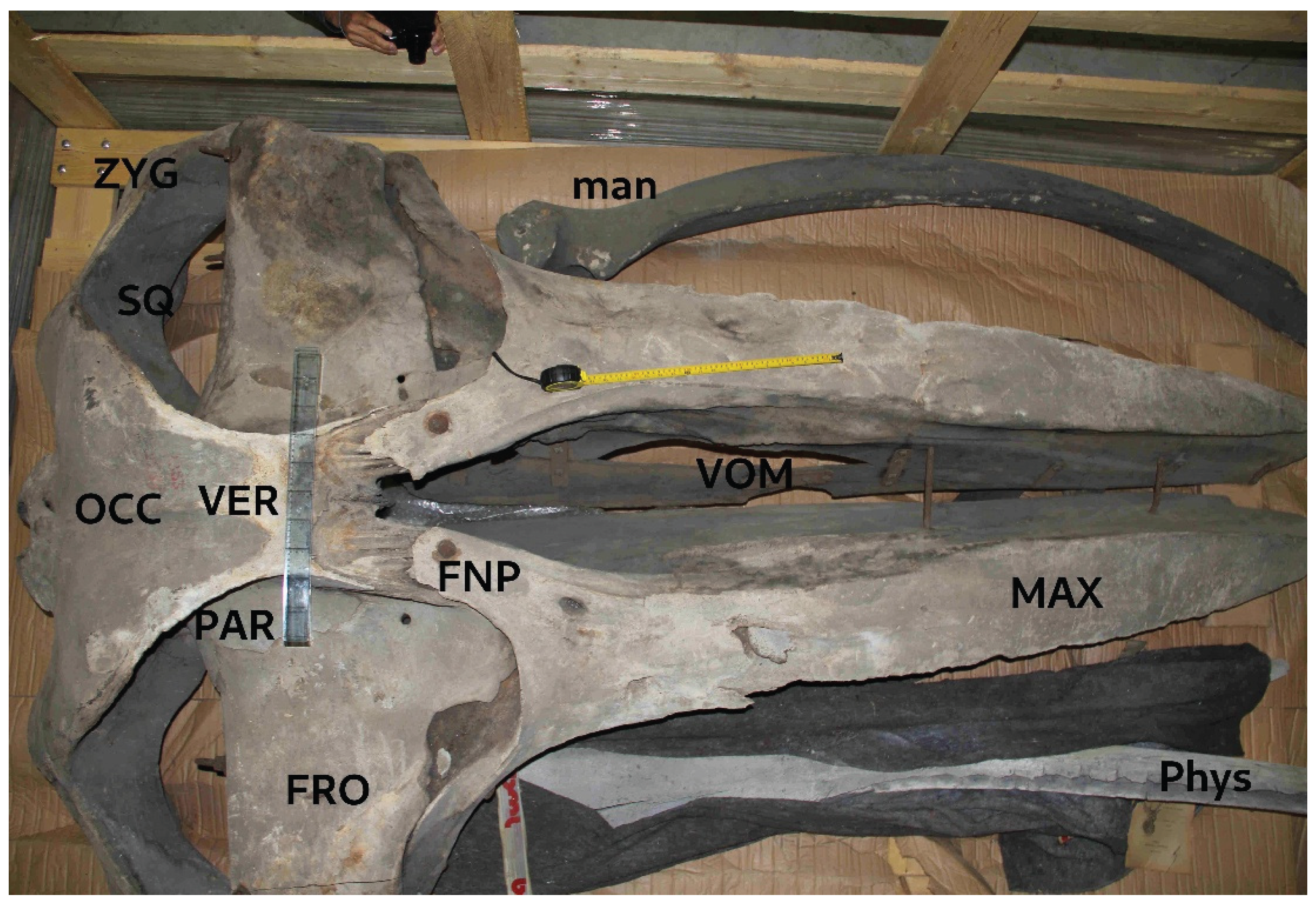 Preprints 177368 g004