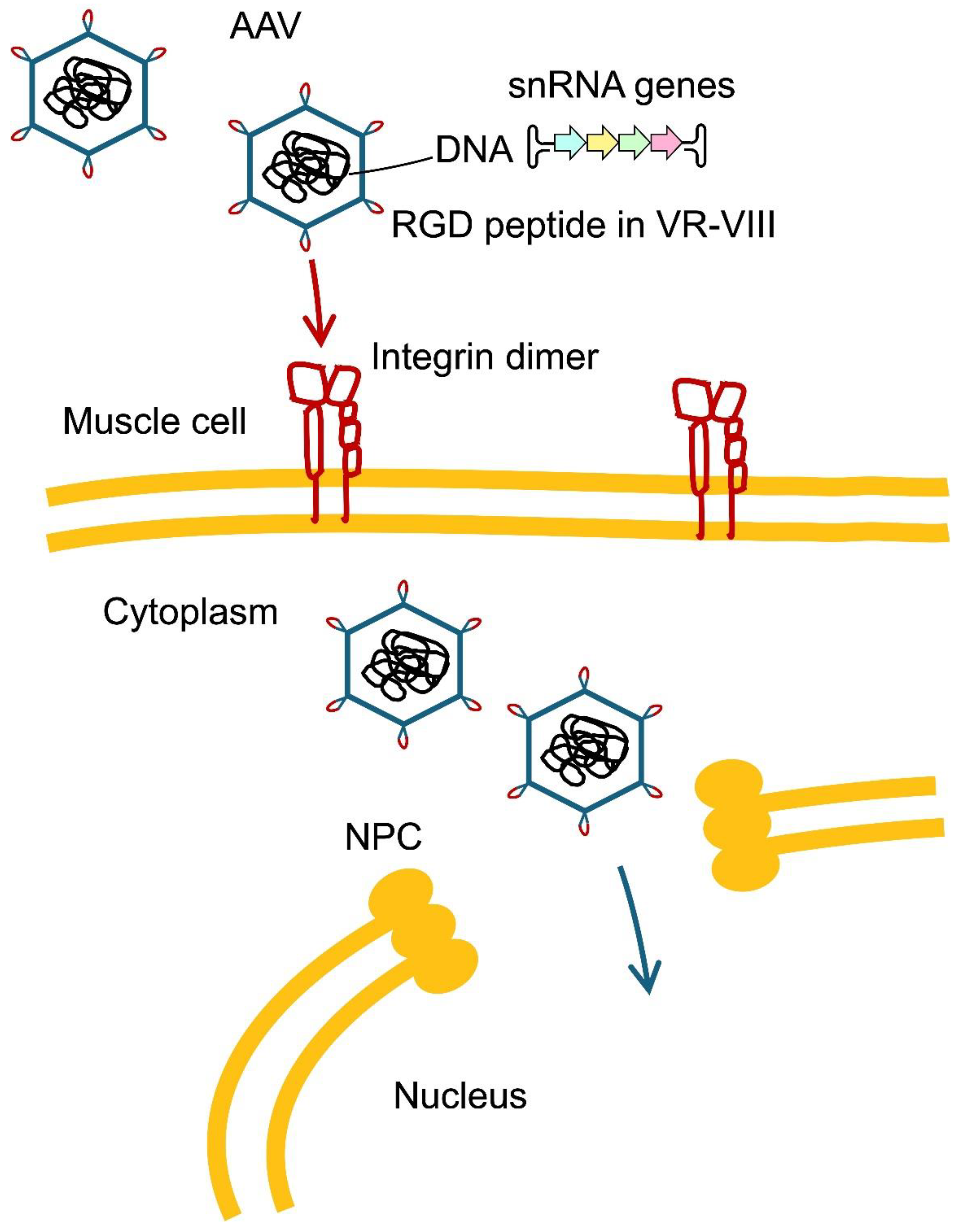 Preprints 234006 g008 Preprints 234006 g008