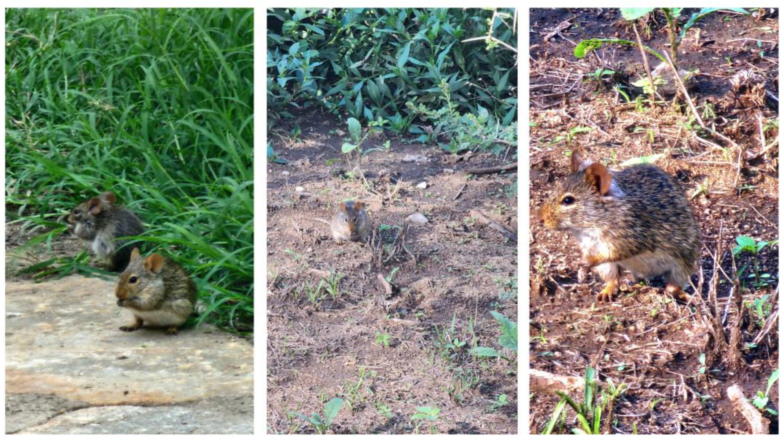 Preprints 166006 g002