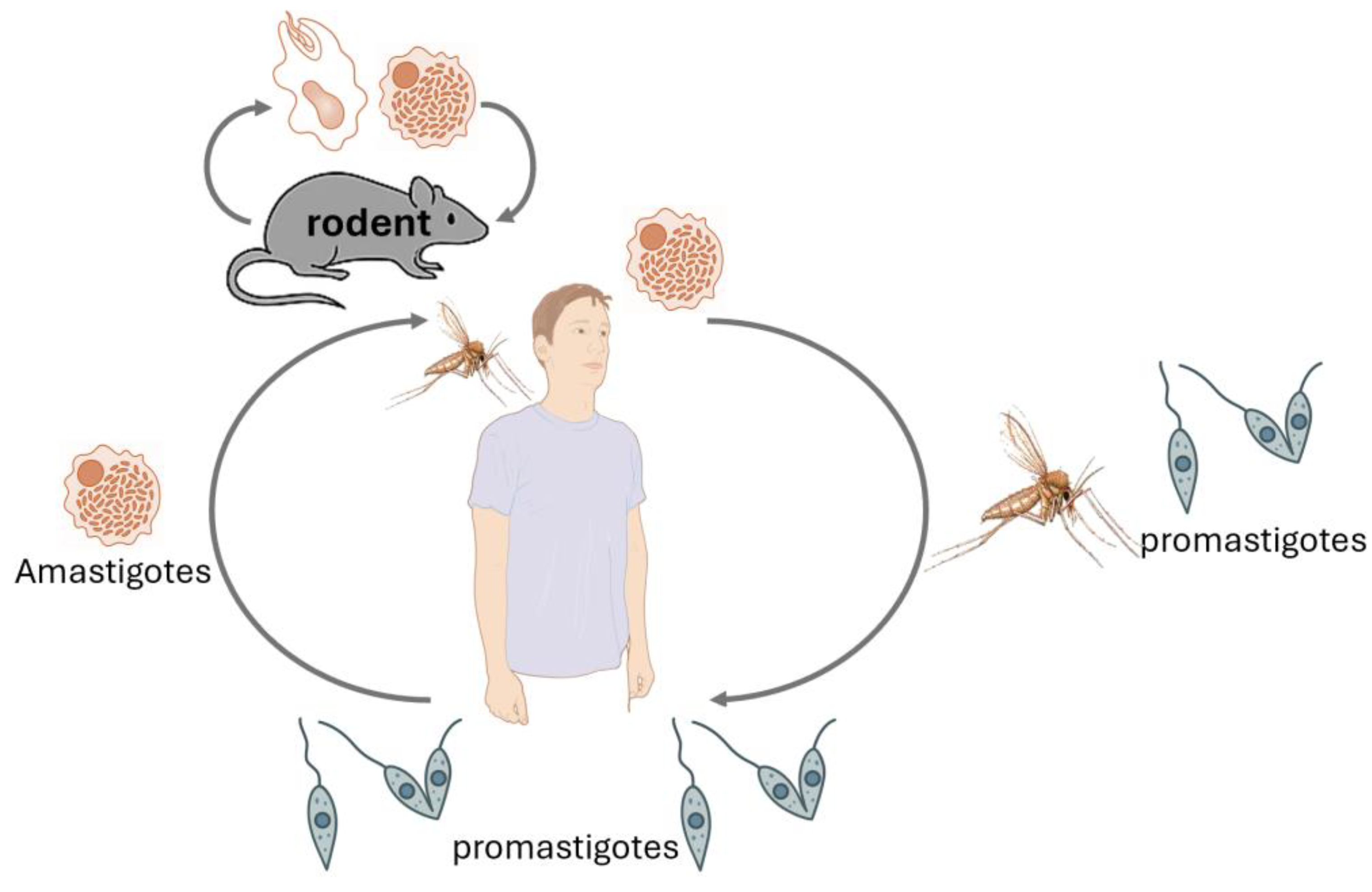 Preprints 166006 g005
