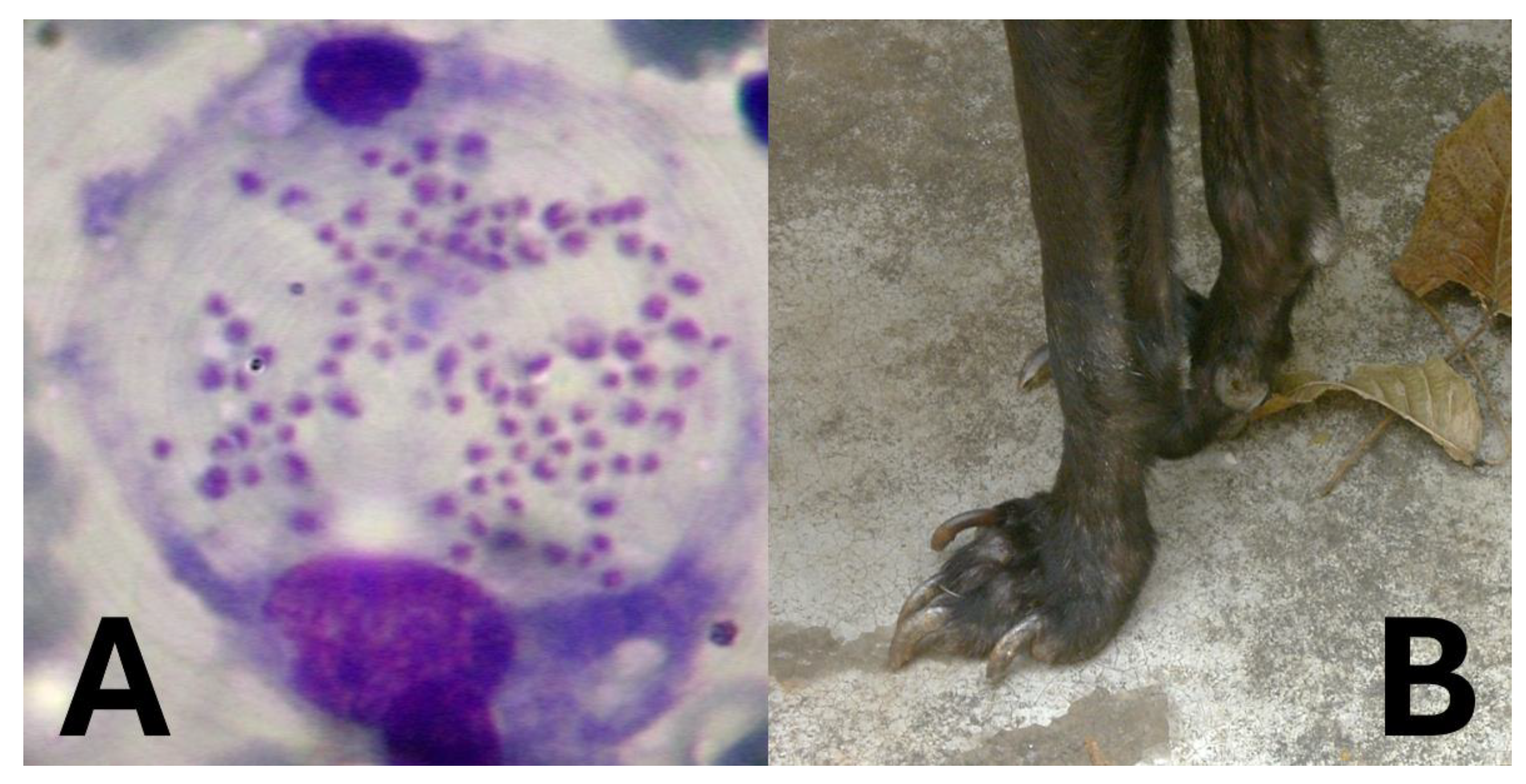 Preprints 166006 g006